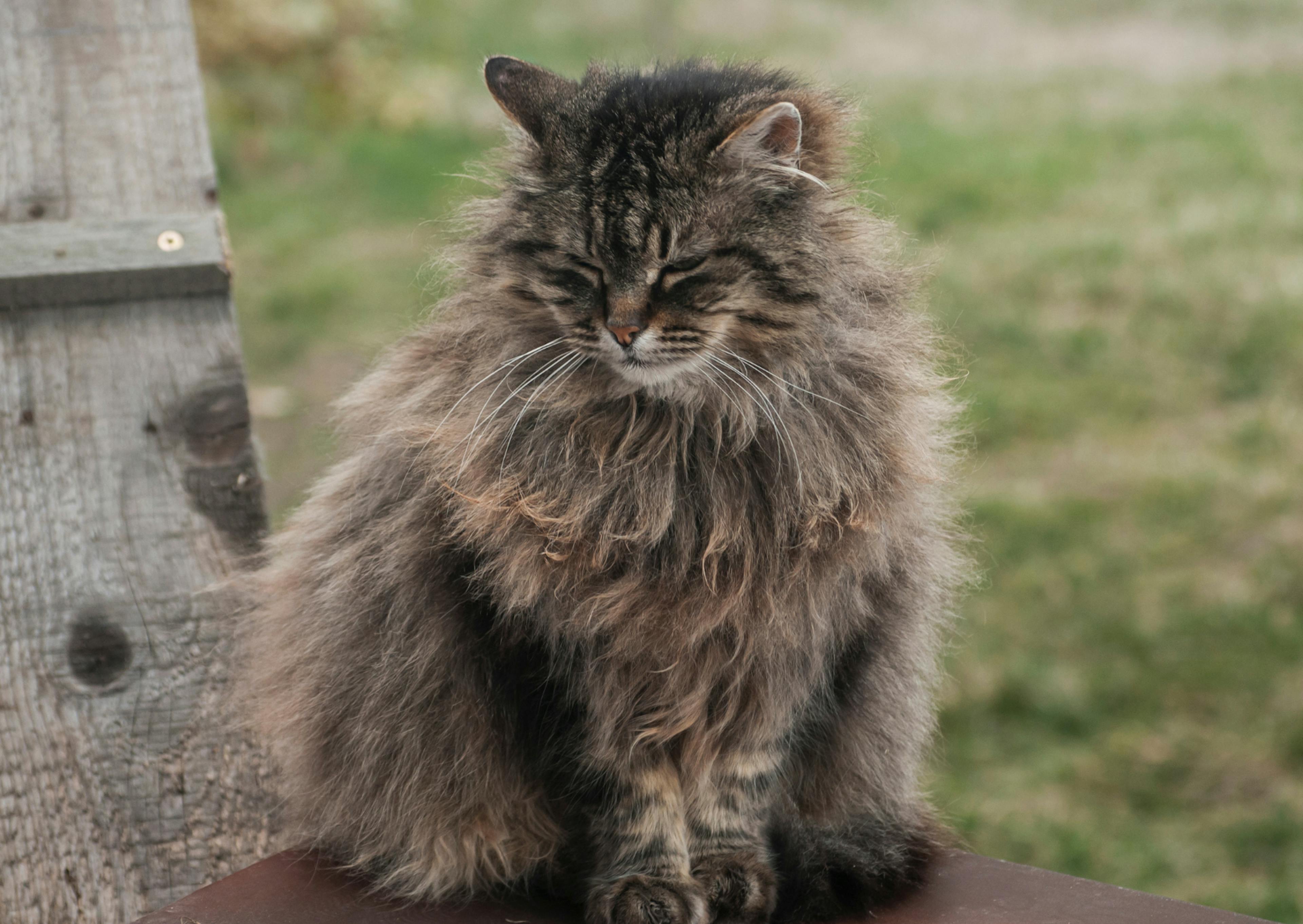 Chat Norvégien qui regarde vers le bas