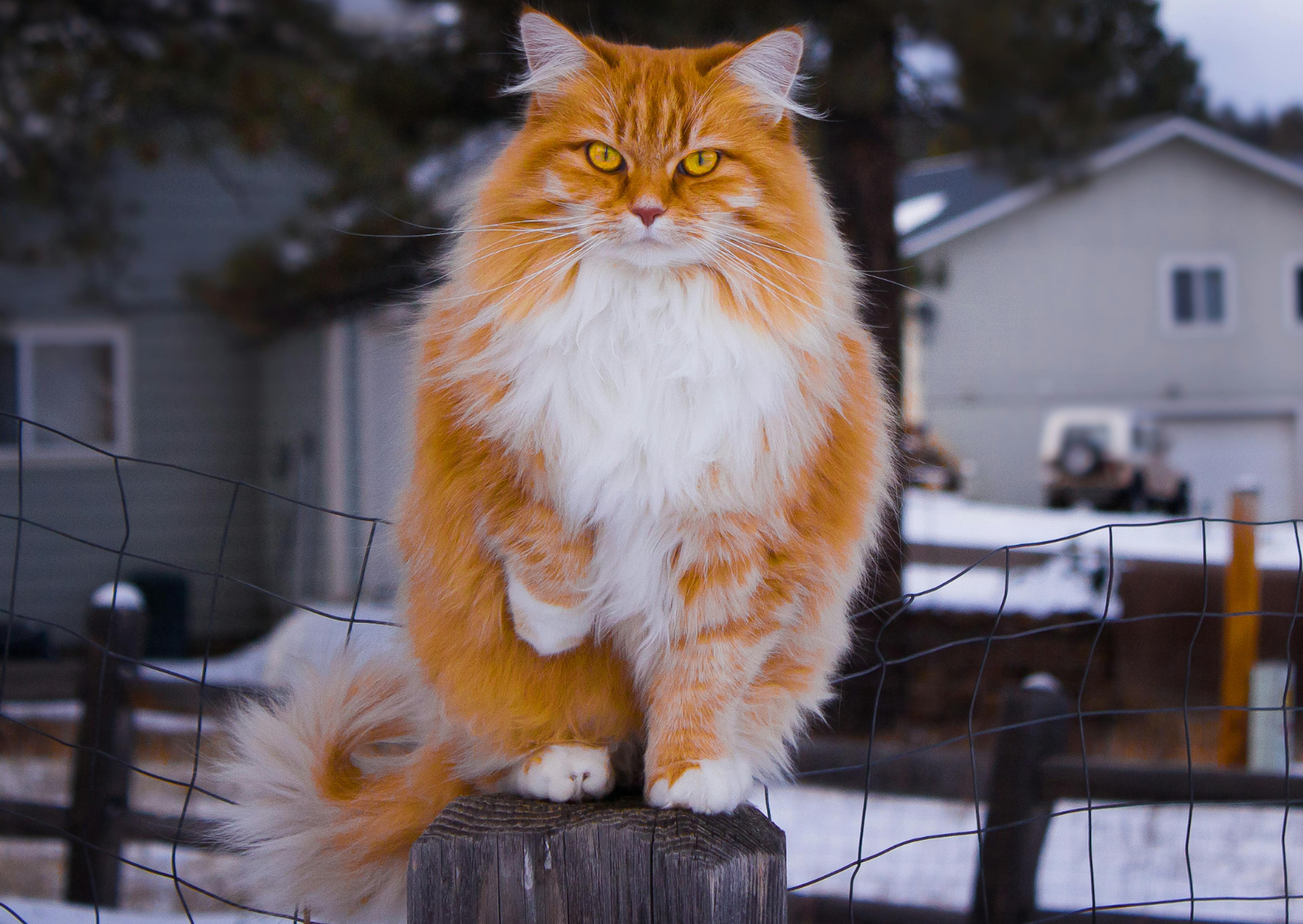 Chat Norvégien roux et blanc assis sur une barrière 