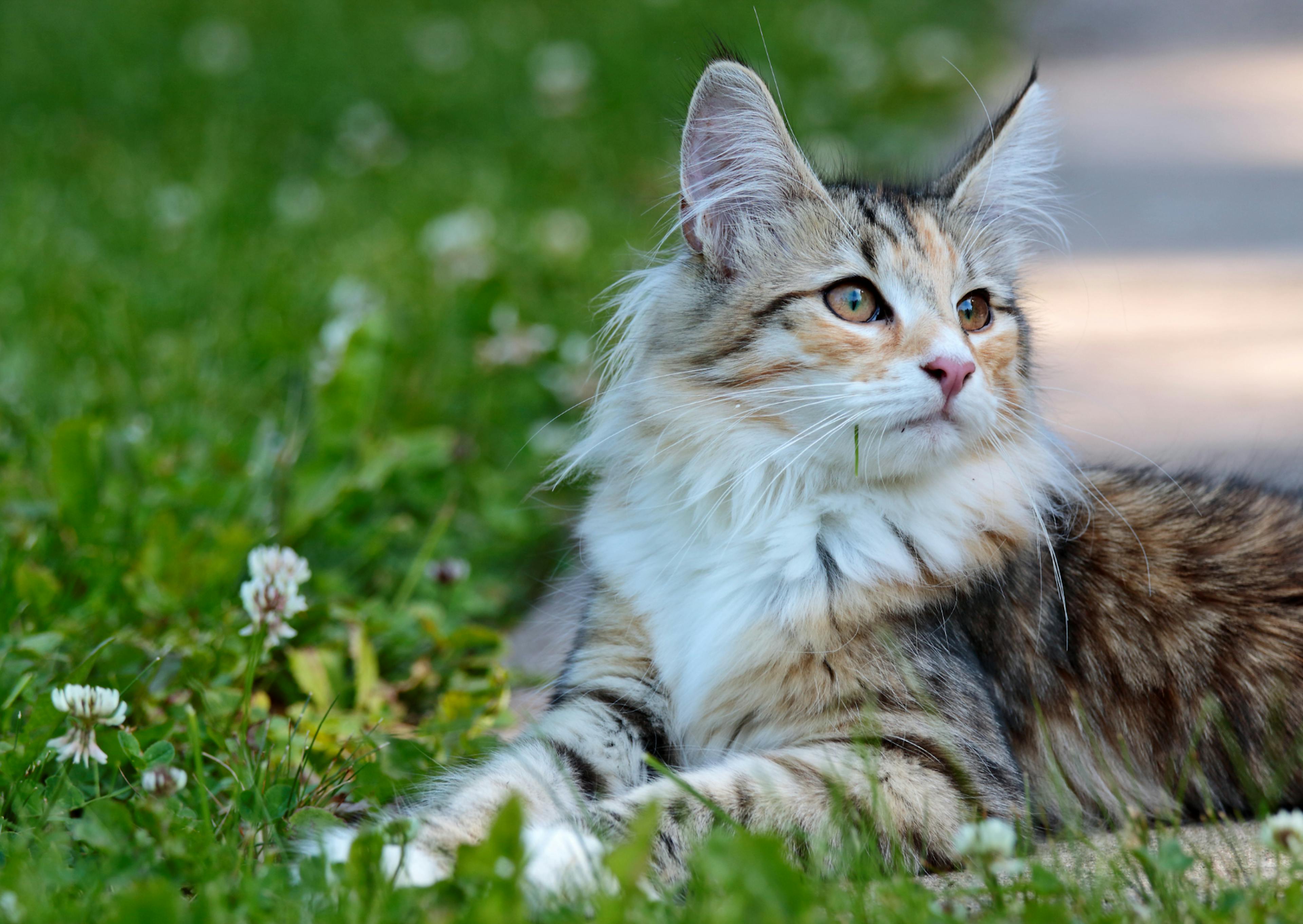 Chat Norvégien couché dans l'herbe, il regarde au loint