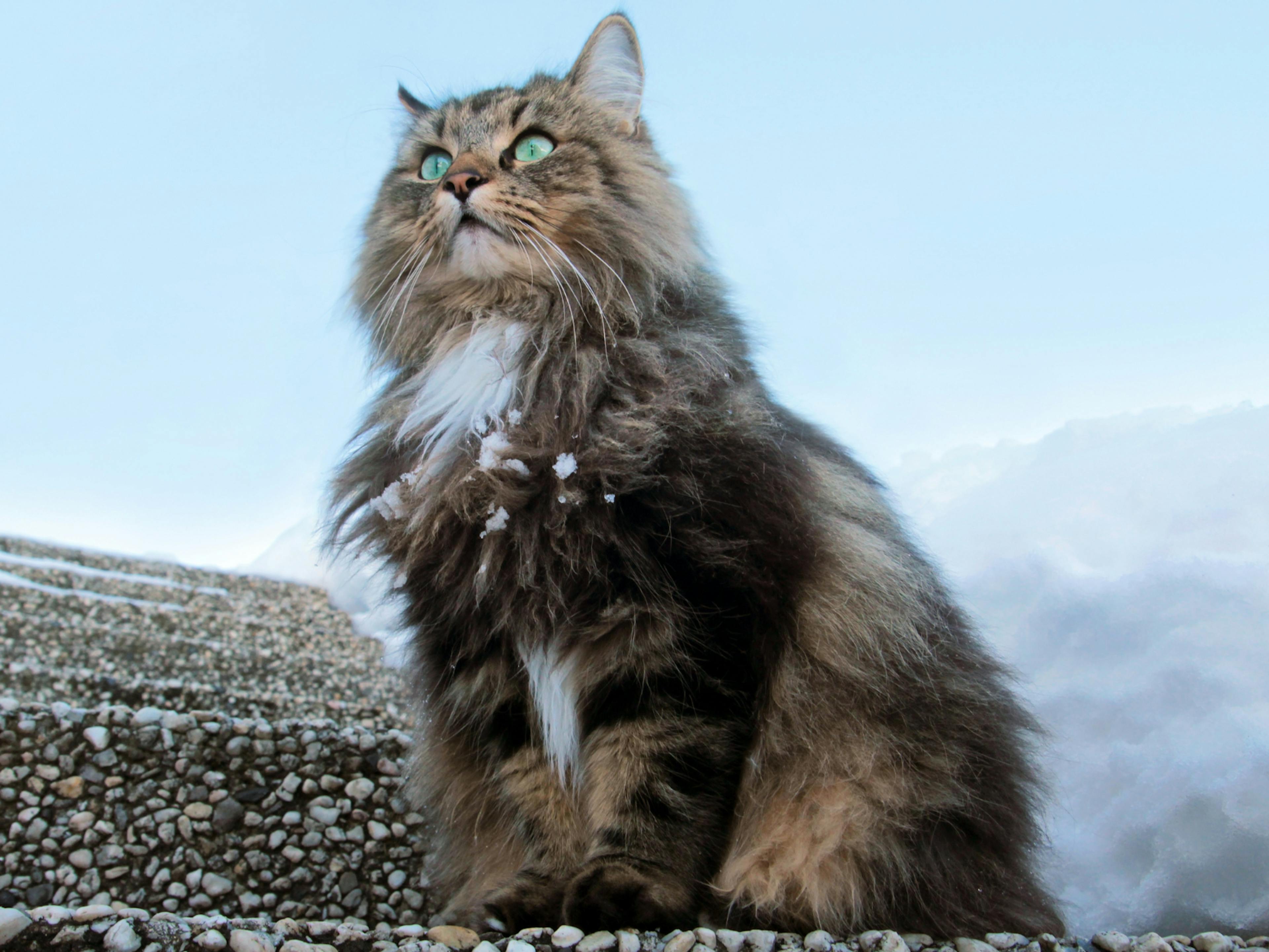 Chat Norvégien assis sur un banc, il neige