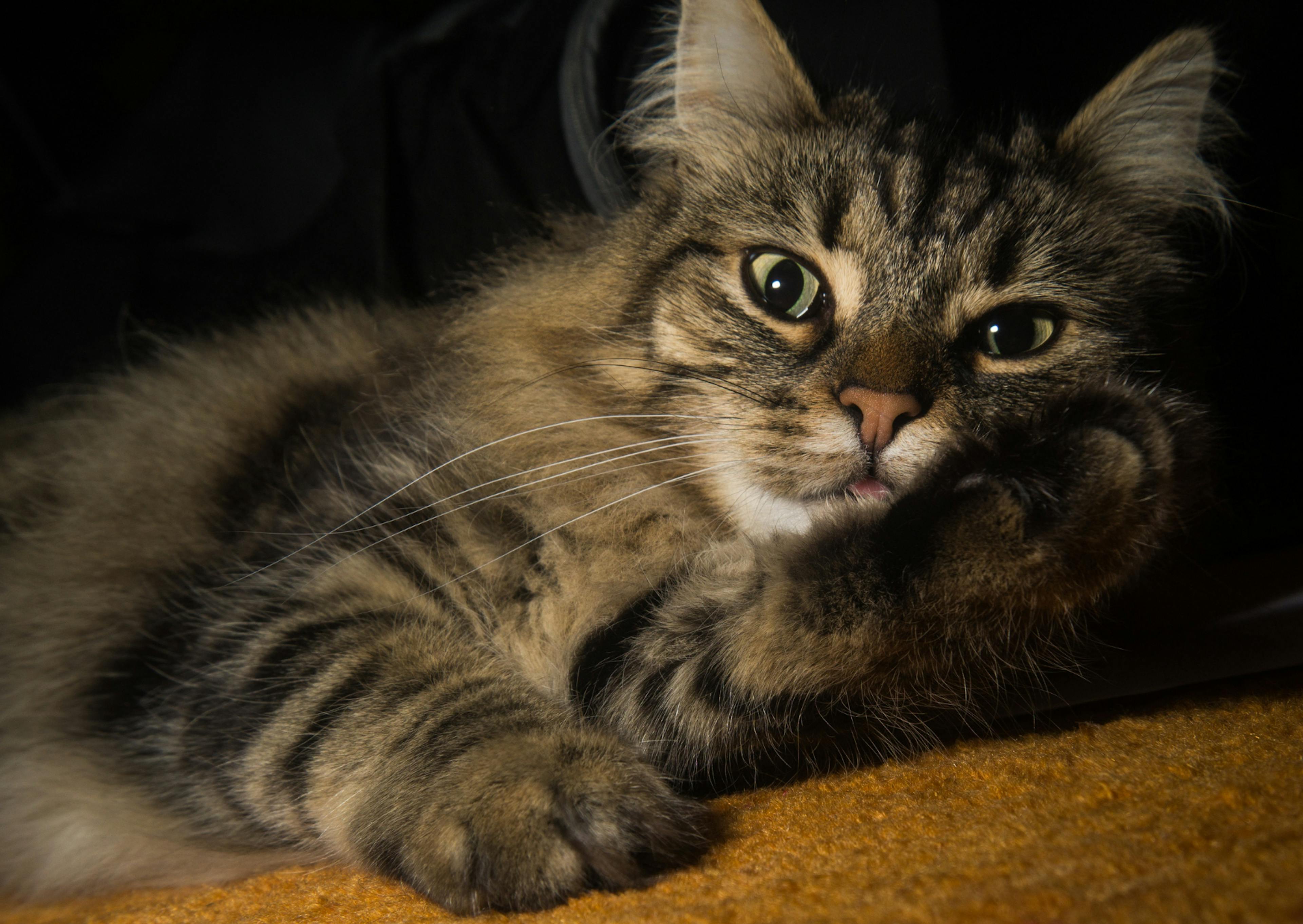 Chat Norvégien couché sur un canapé