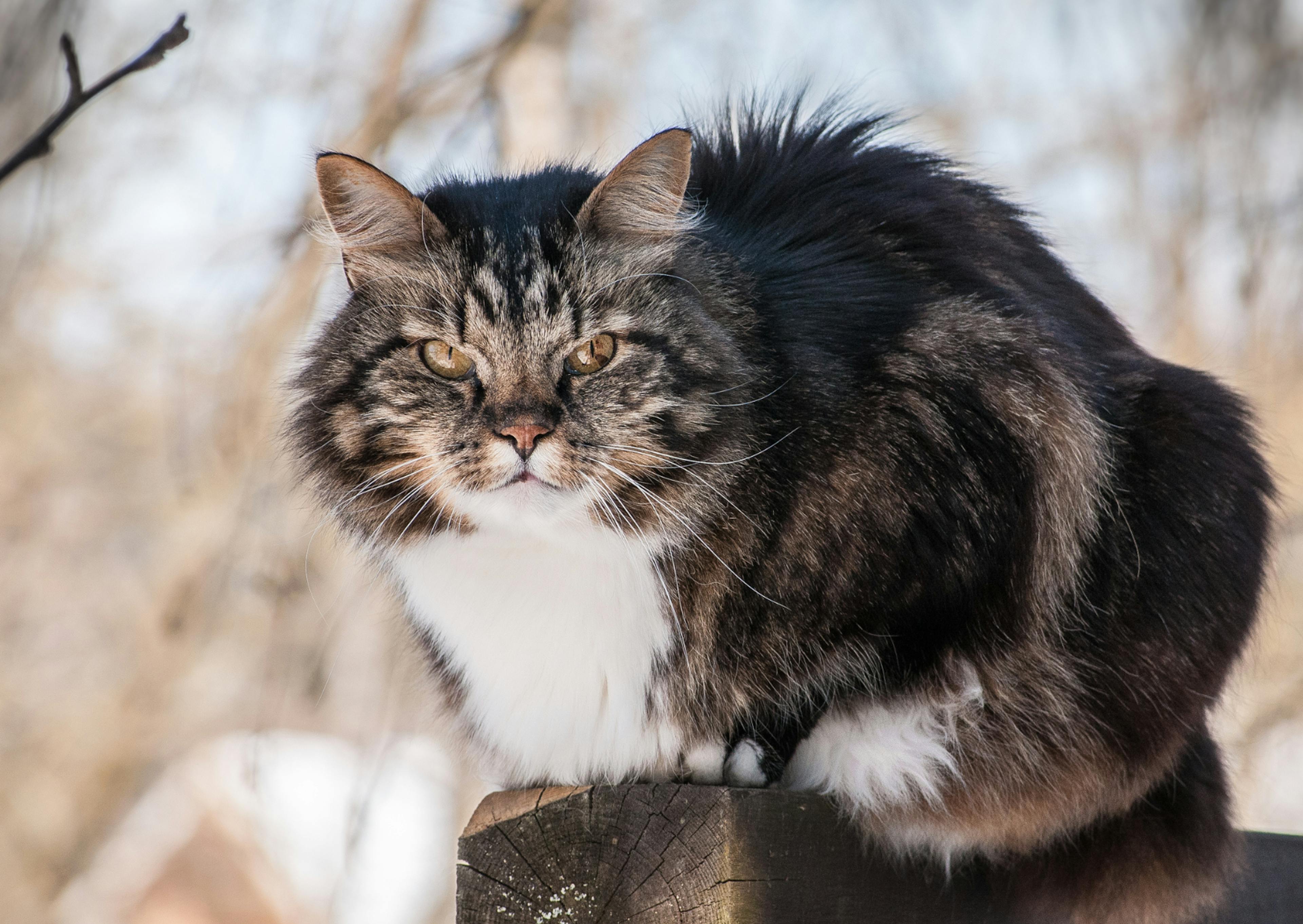 Chat Norvégien sur une barrière prêt à bondir