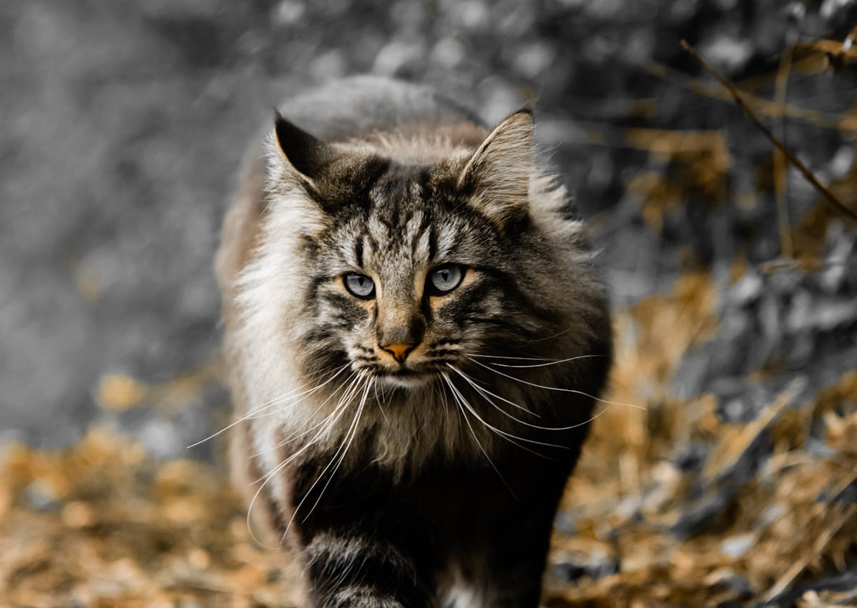 Chat Norvégien qui marche dehors en regardant droit devant lui 
