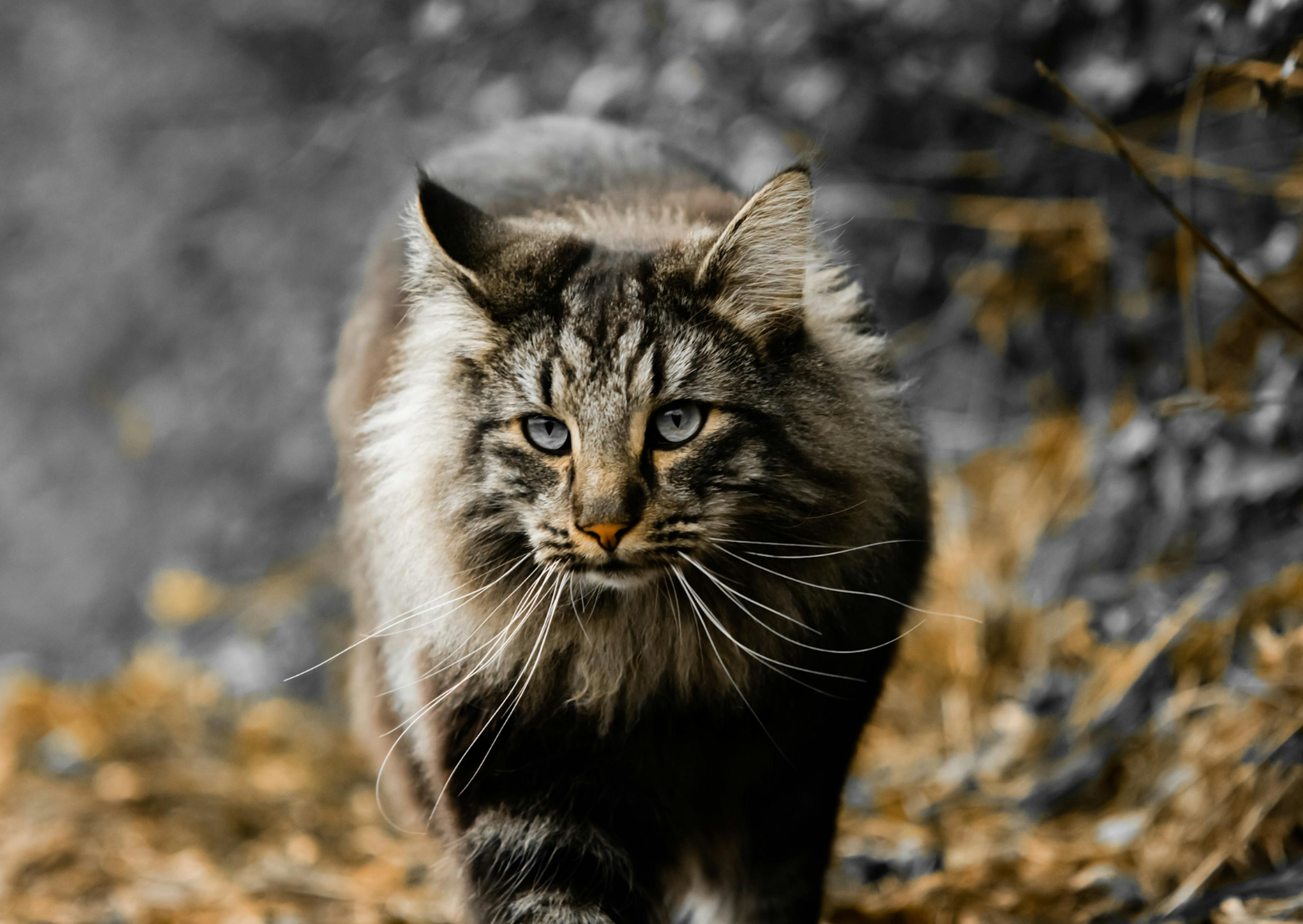 Chat Norvégien qui marche dehors en regardant droit devant lui 