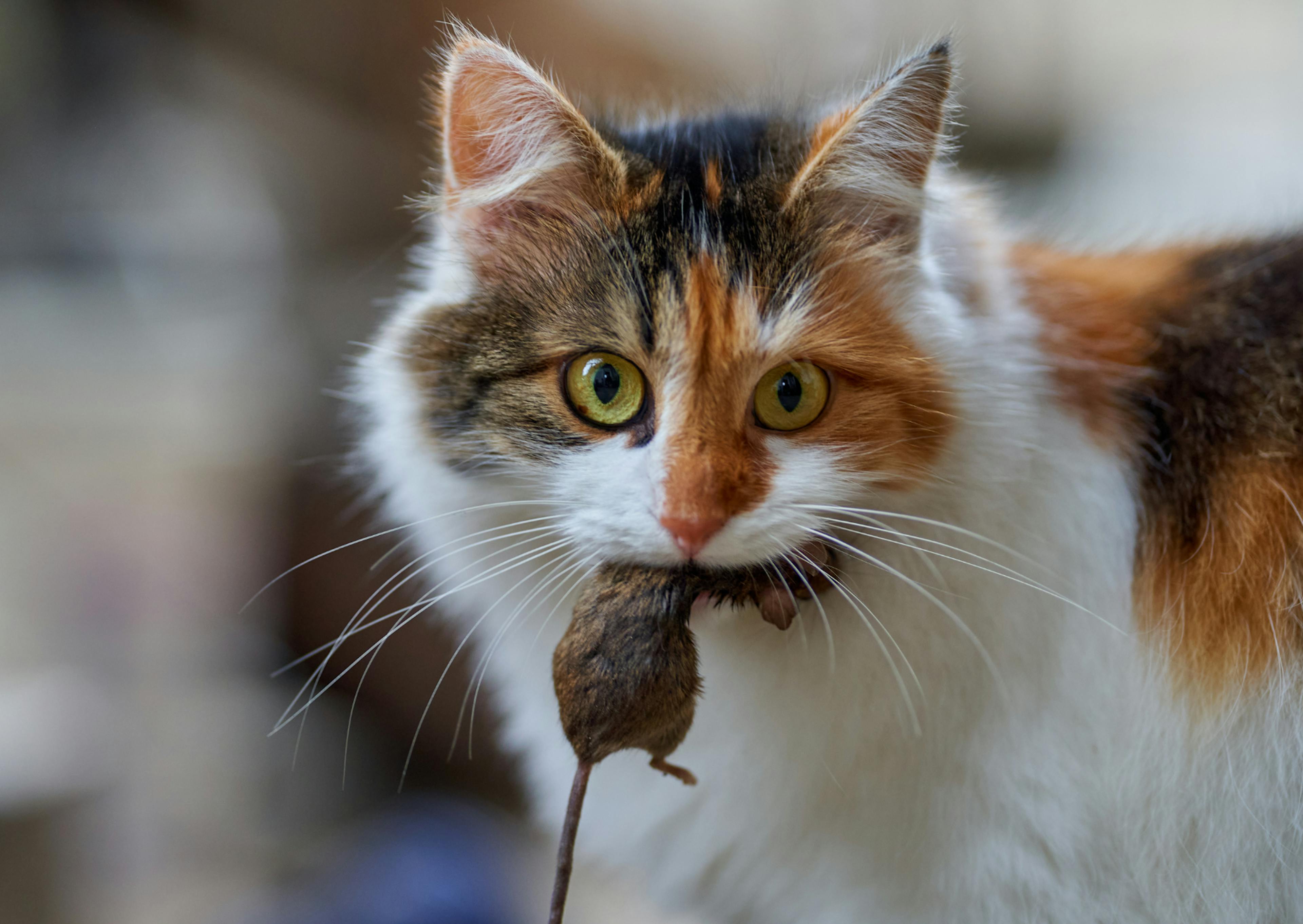 Chat Norvégien qui mord une souris