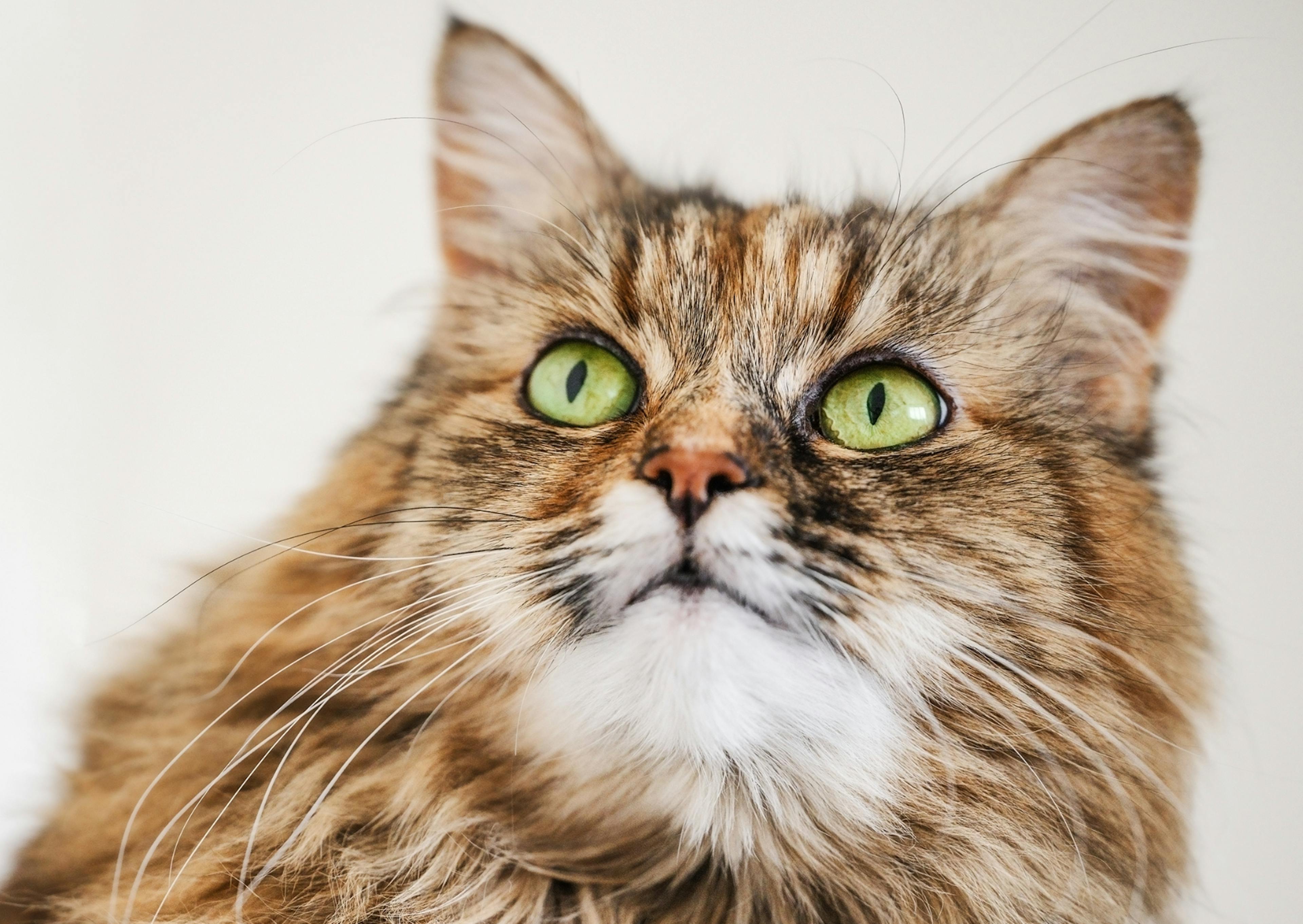 Chat Norvégien qui regarde vers le haut