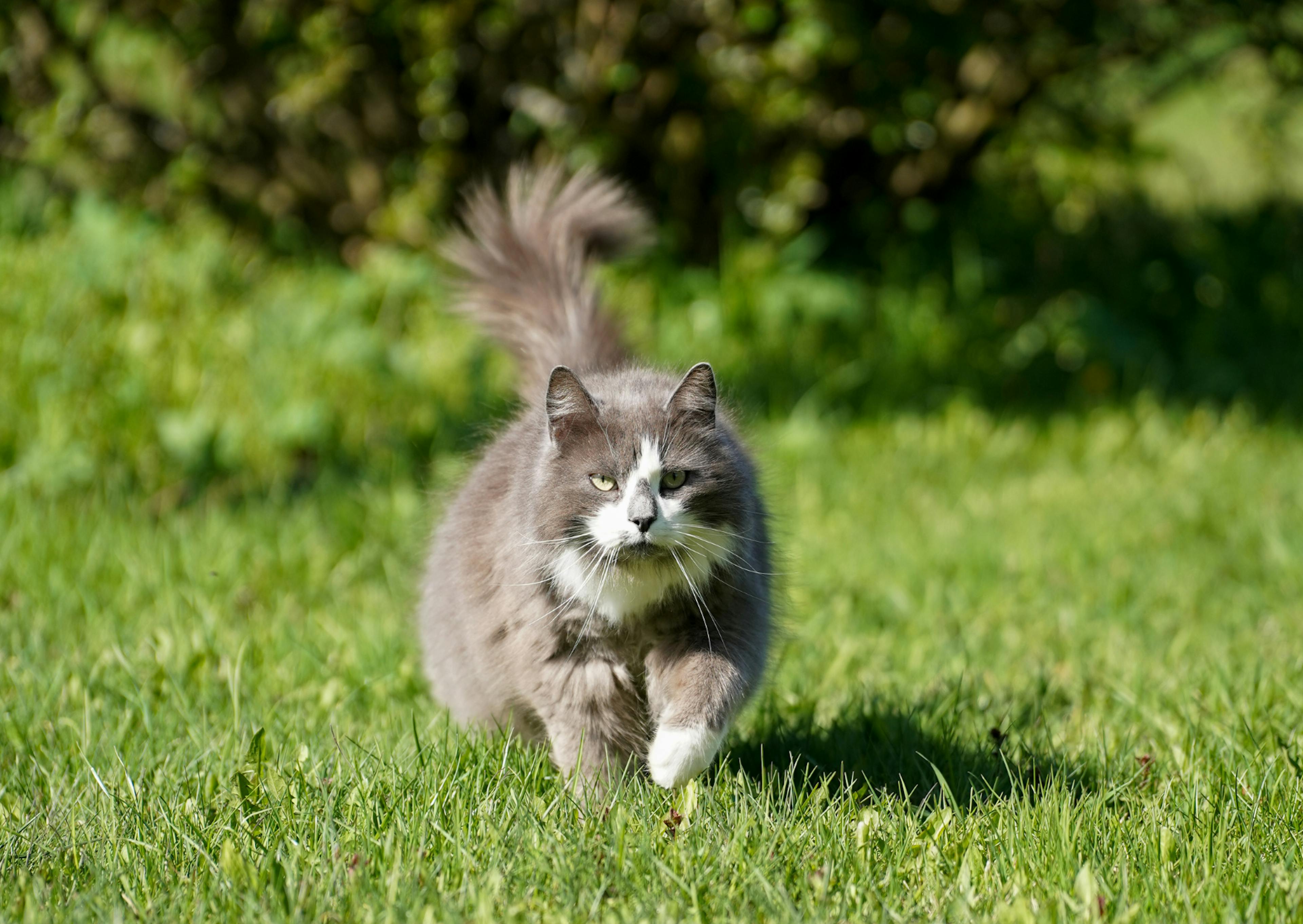 Chat Norvégien qui marche dans l'herbe 