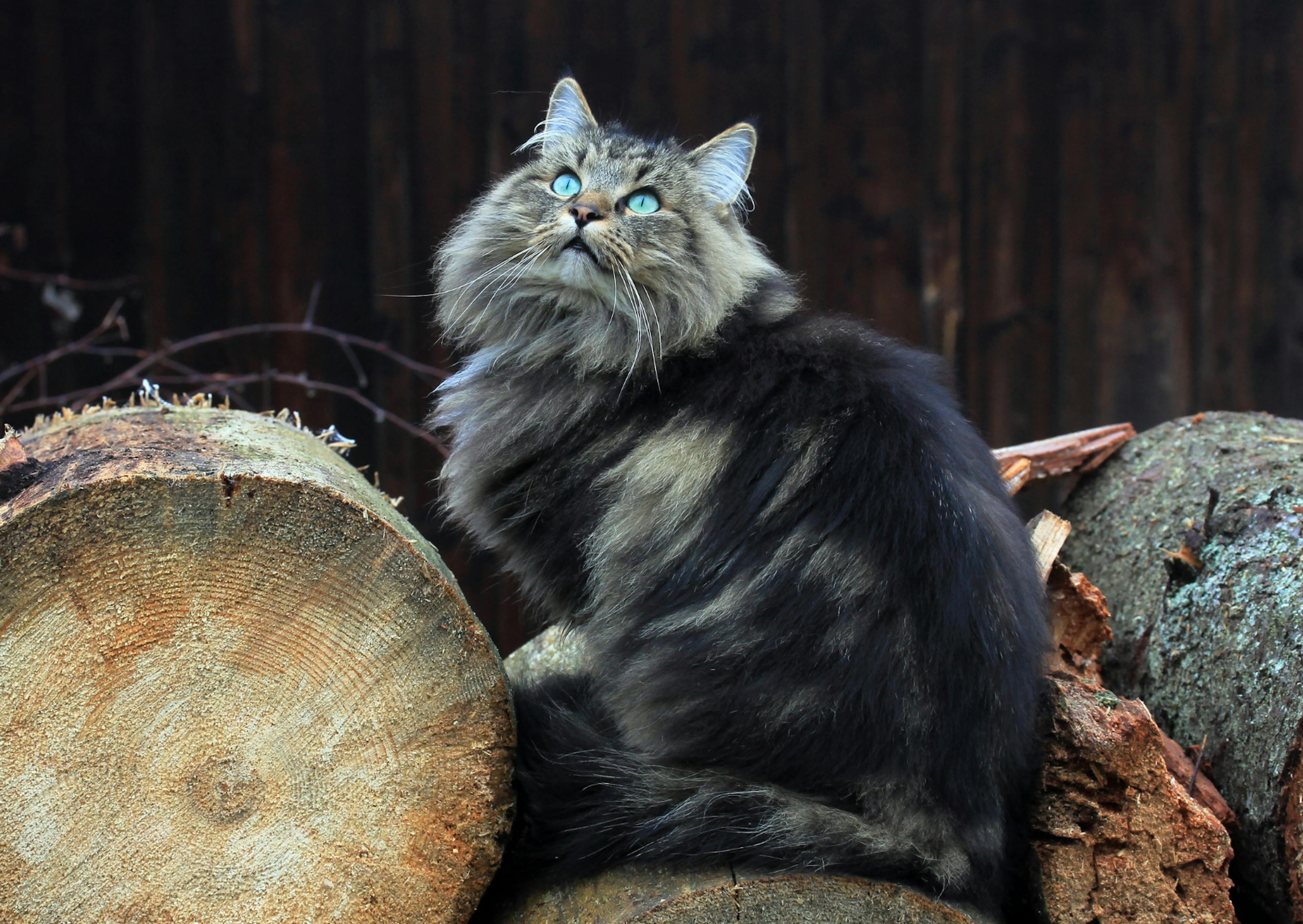 Chat Norvégien assis sur du bois, il regarde evrs le haut 