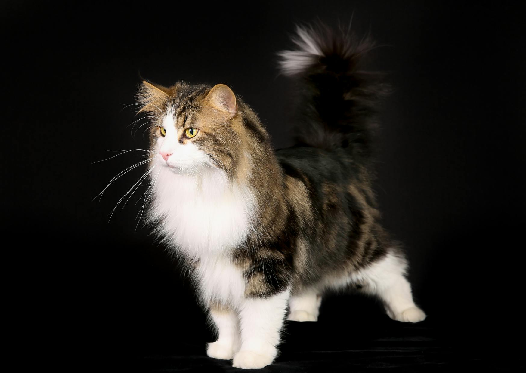 Chat Norvégien sur fond noir, il regarde droit devant lui