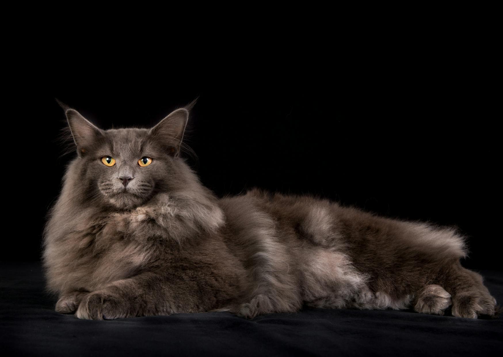 Chat Norvégien chocolat couché sur fond noir