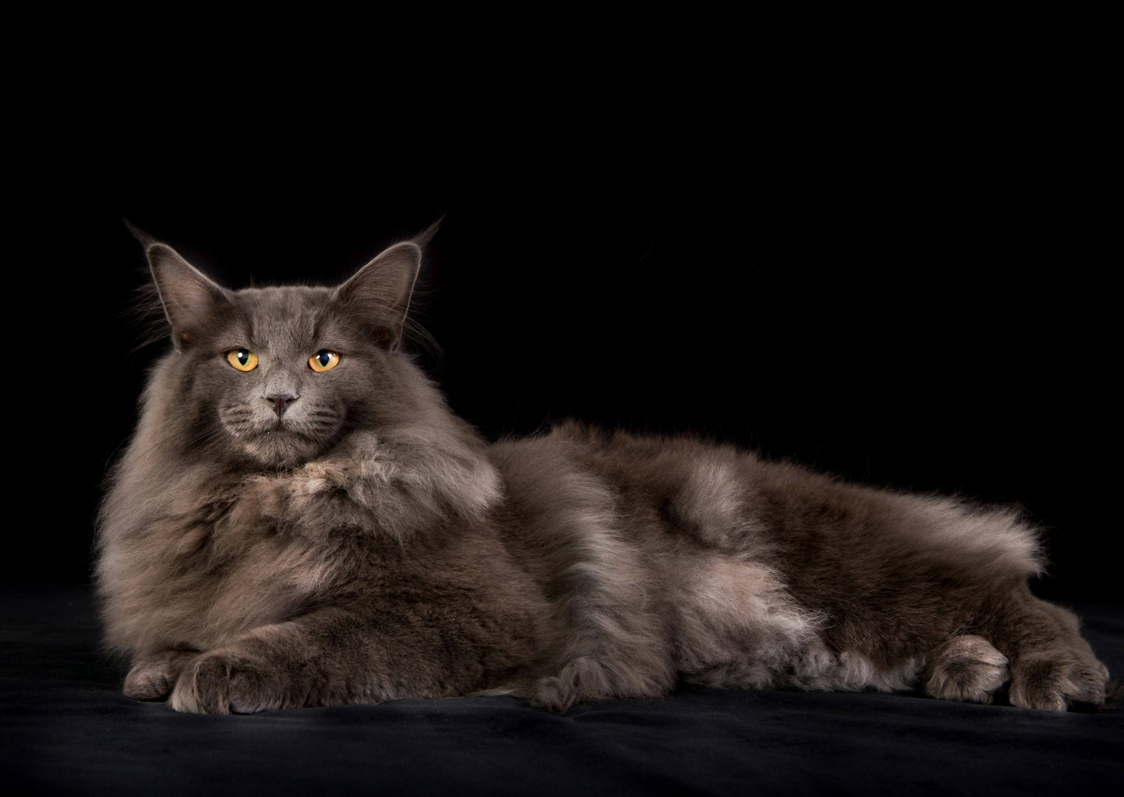 Chat Norvégien chocolat couché sur fond noir 