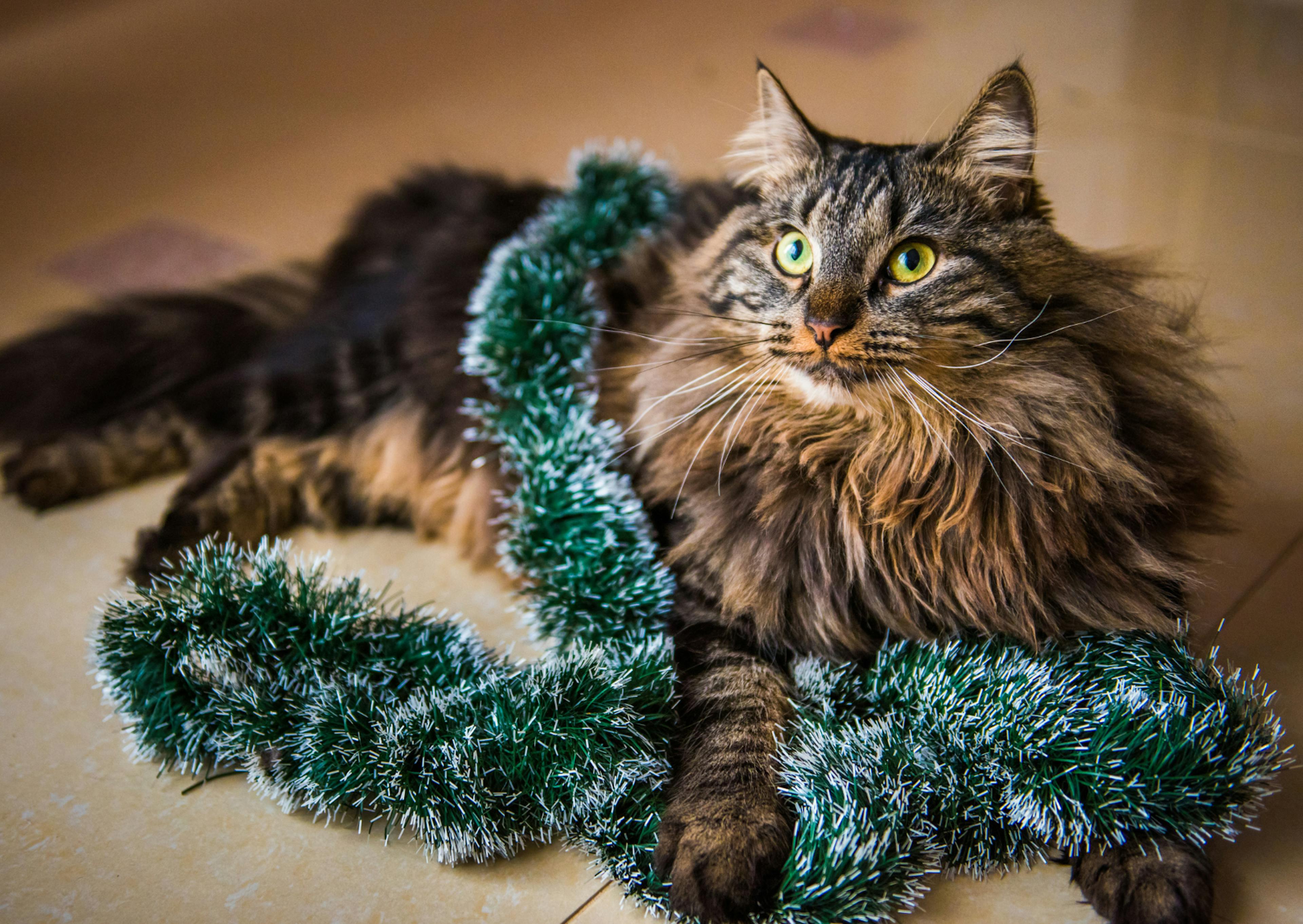 Chat Norvégien couché avec une guirlande verte sur lui 