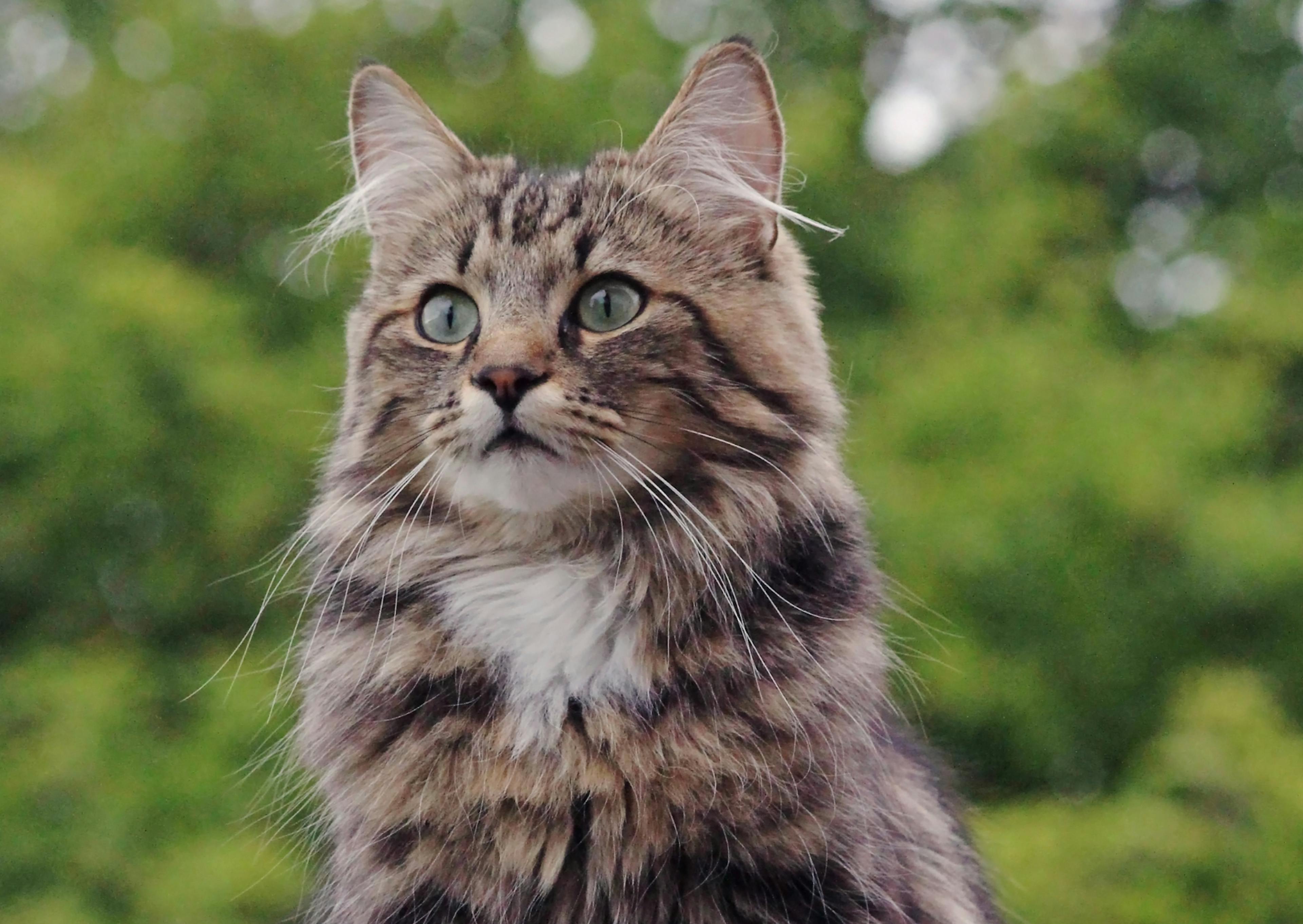 Chat Norvégien assis, il regarde attentivement devant lui 