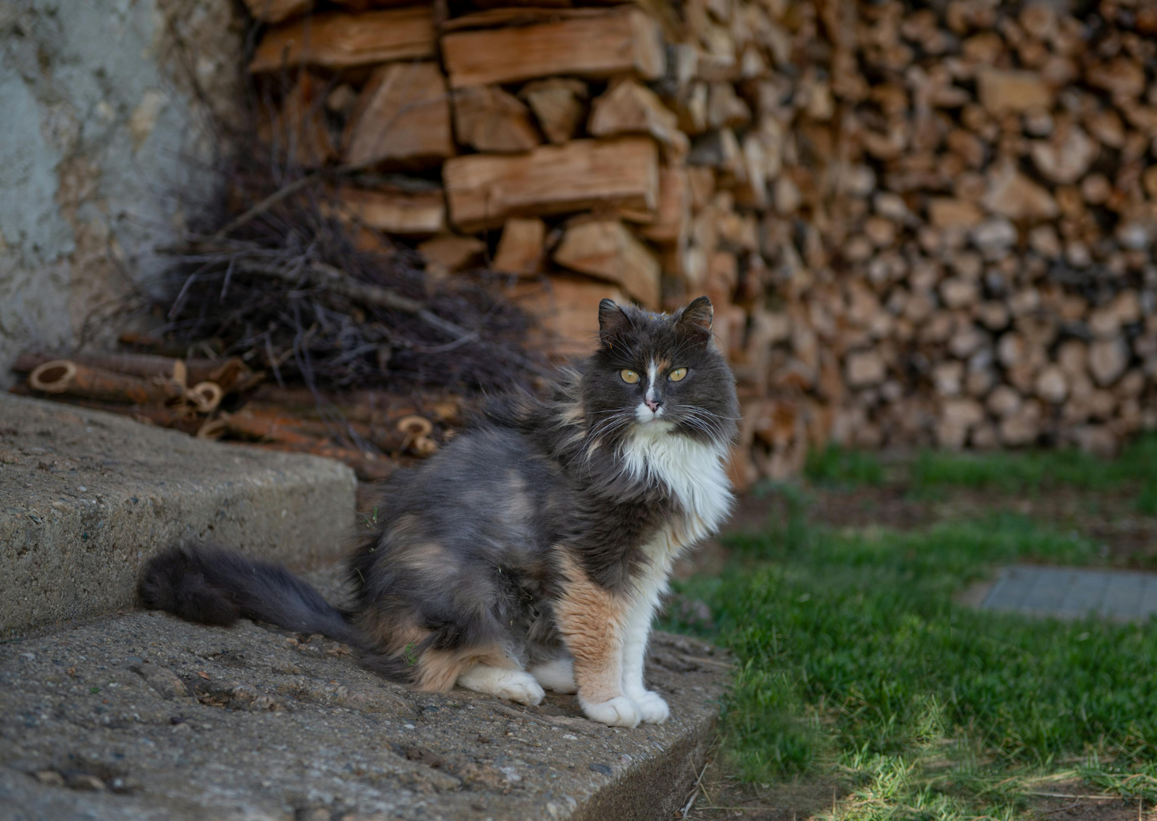 Chat Norvégien roux blanc et gris, il est assis devant des piles de bois 