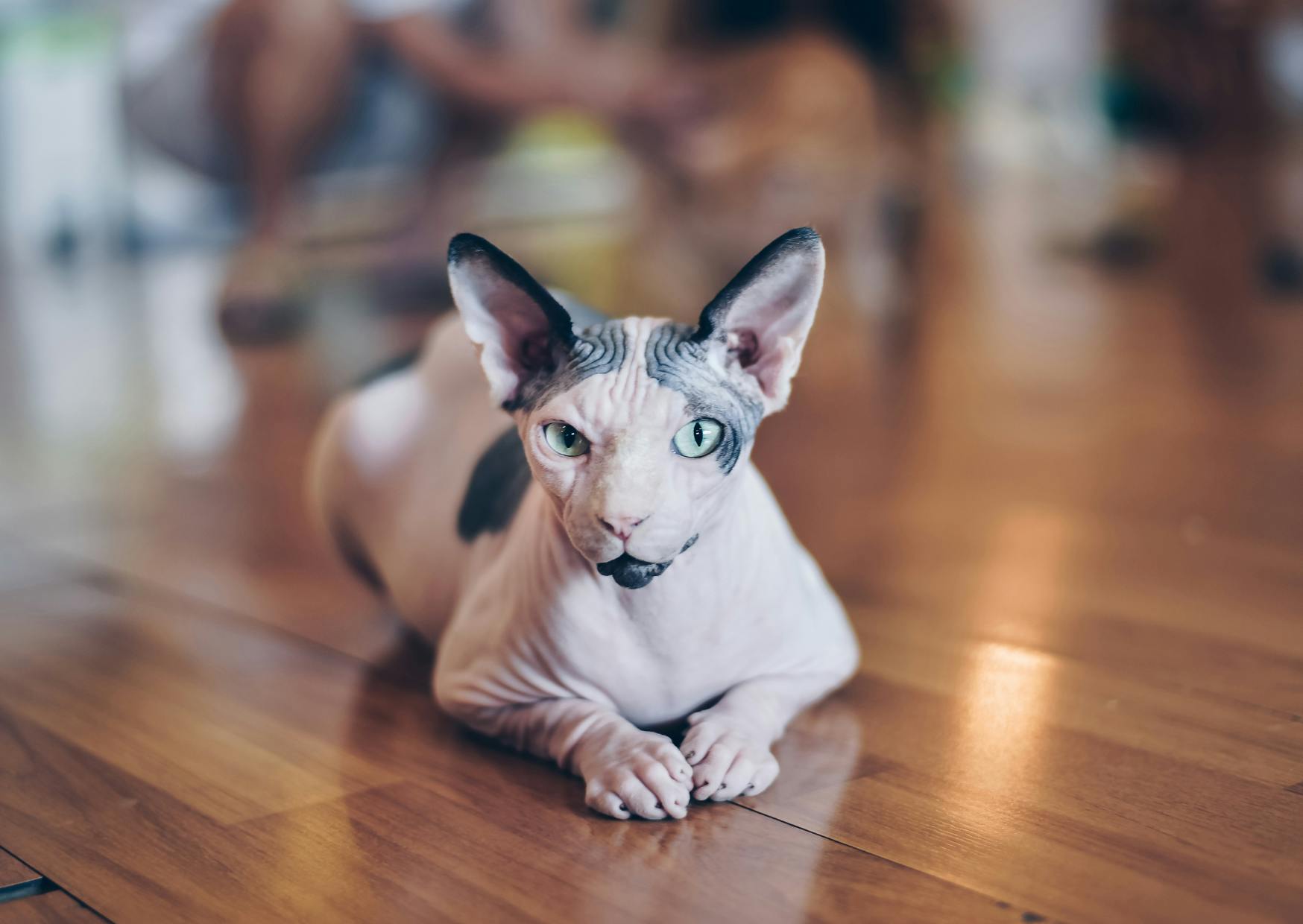 Sphynx couché sur du parquet