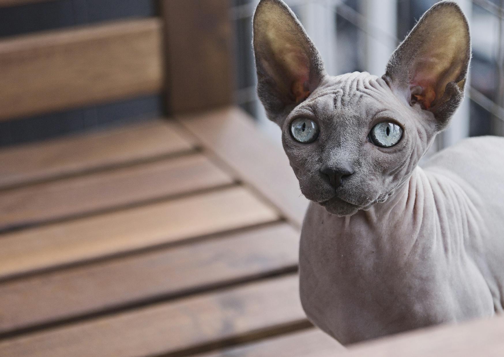 Sphynx gris qui regarde vers le haut