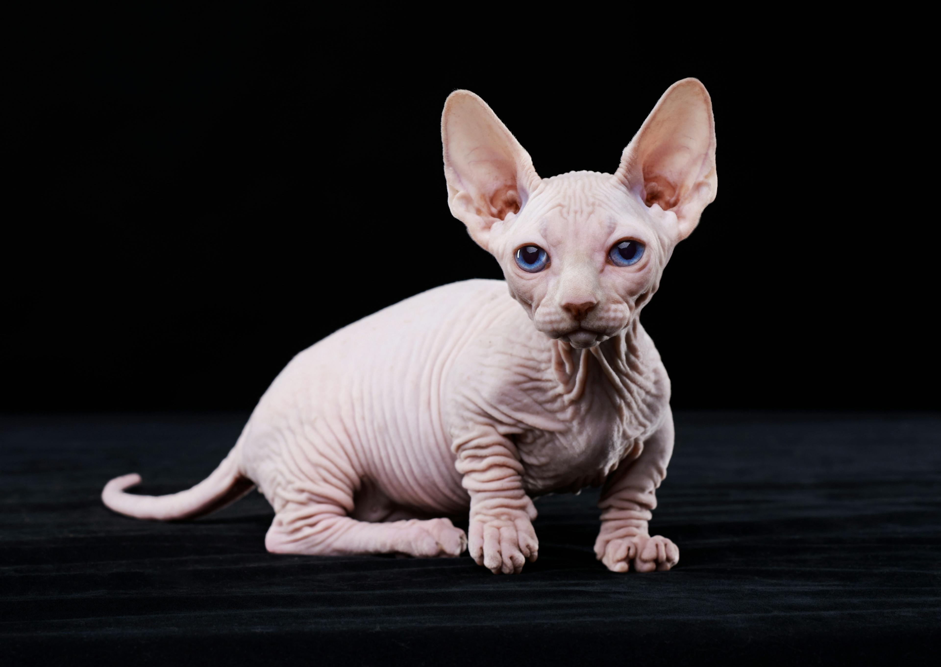 Sphynx chaton sur un fond noir, il avance doucement