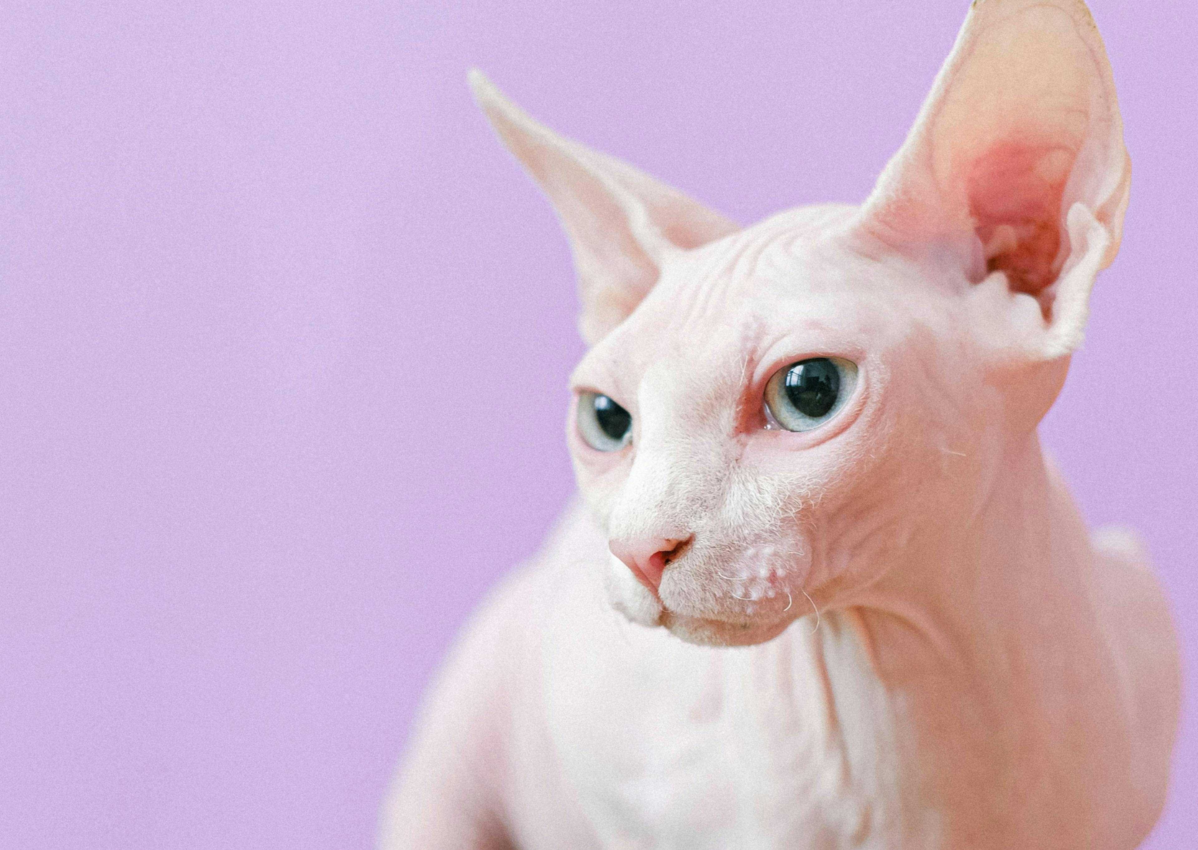 Sphynx blanc sur un fond violet, il regarde sur le côté