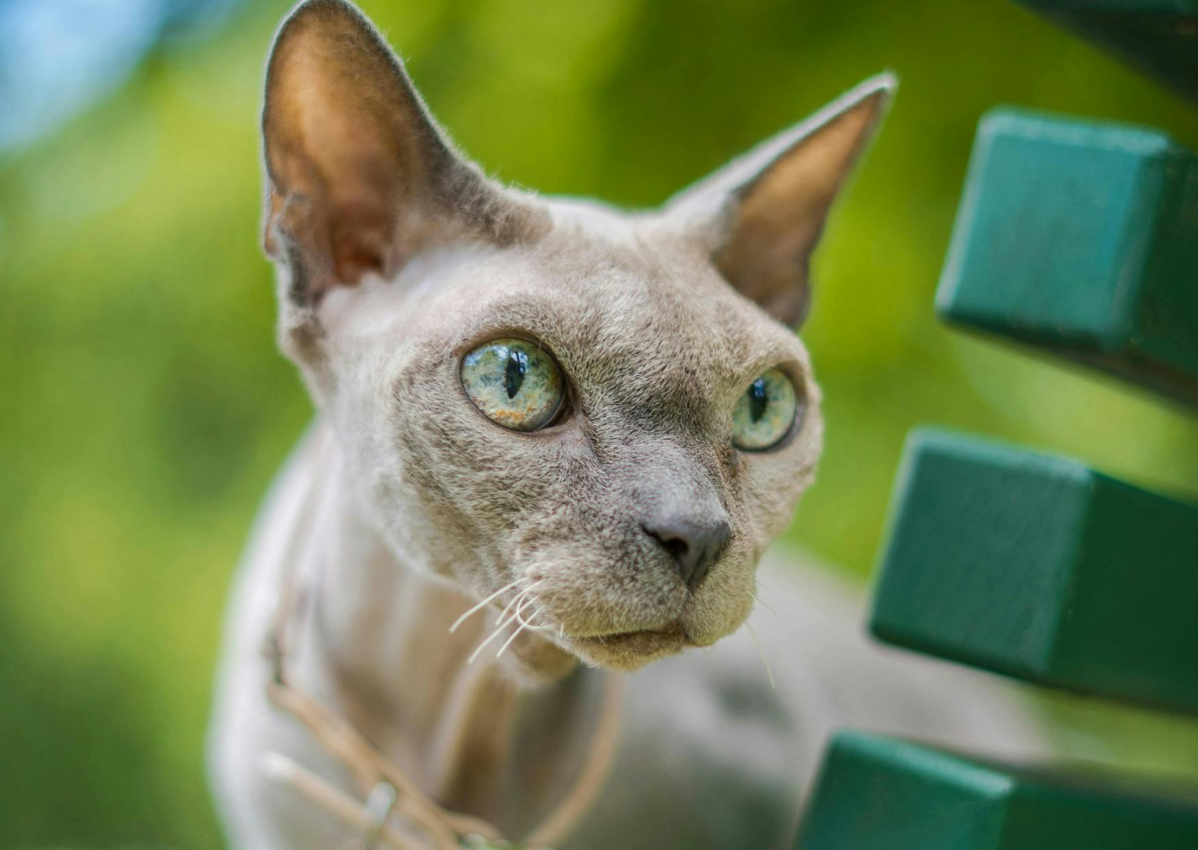 Sphynx sur un banc vert qui regarde derrière lui