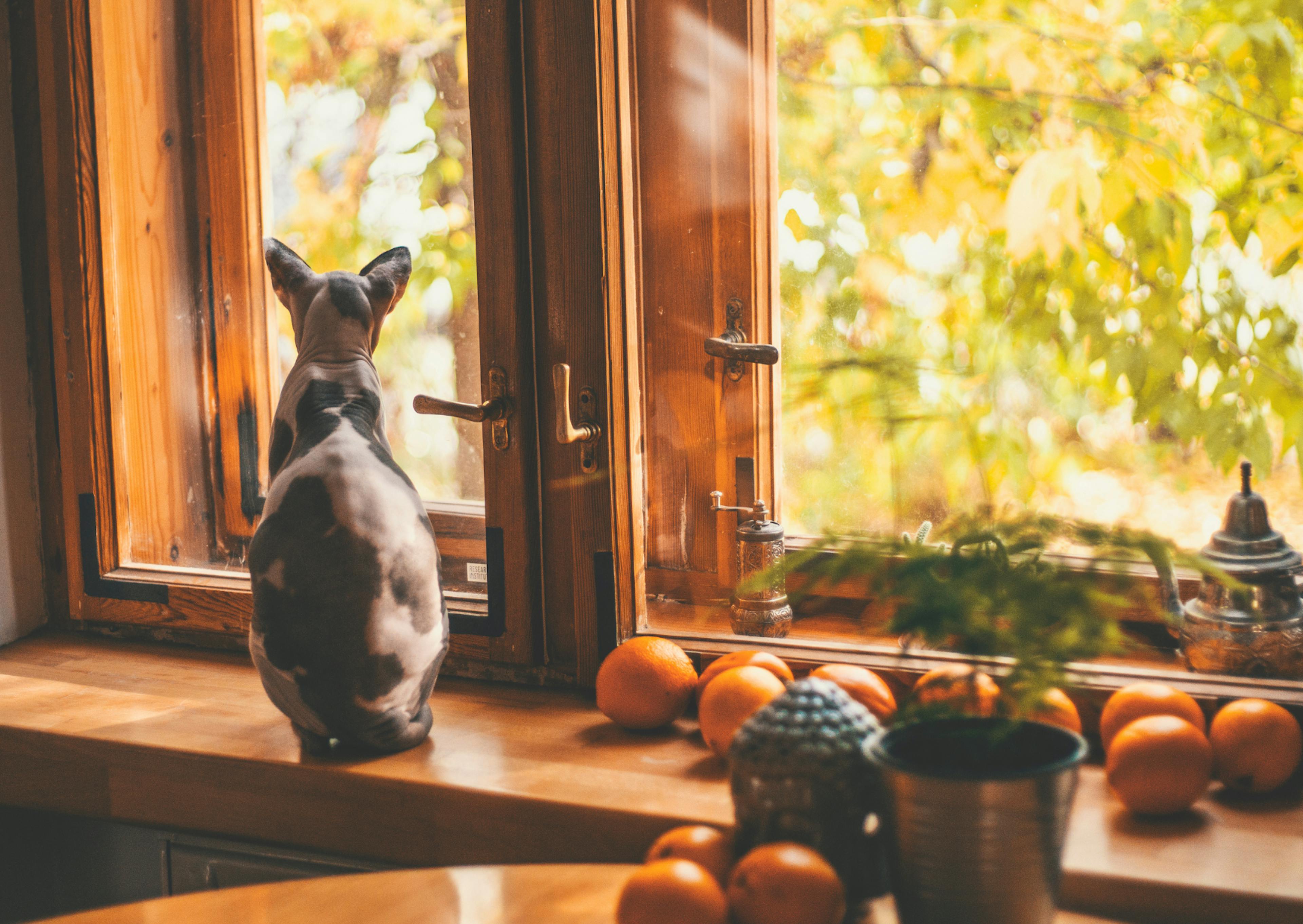 Sphynx qui regarde par la fenêtre, à côté de fruits