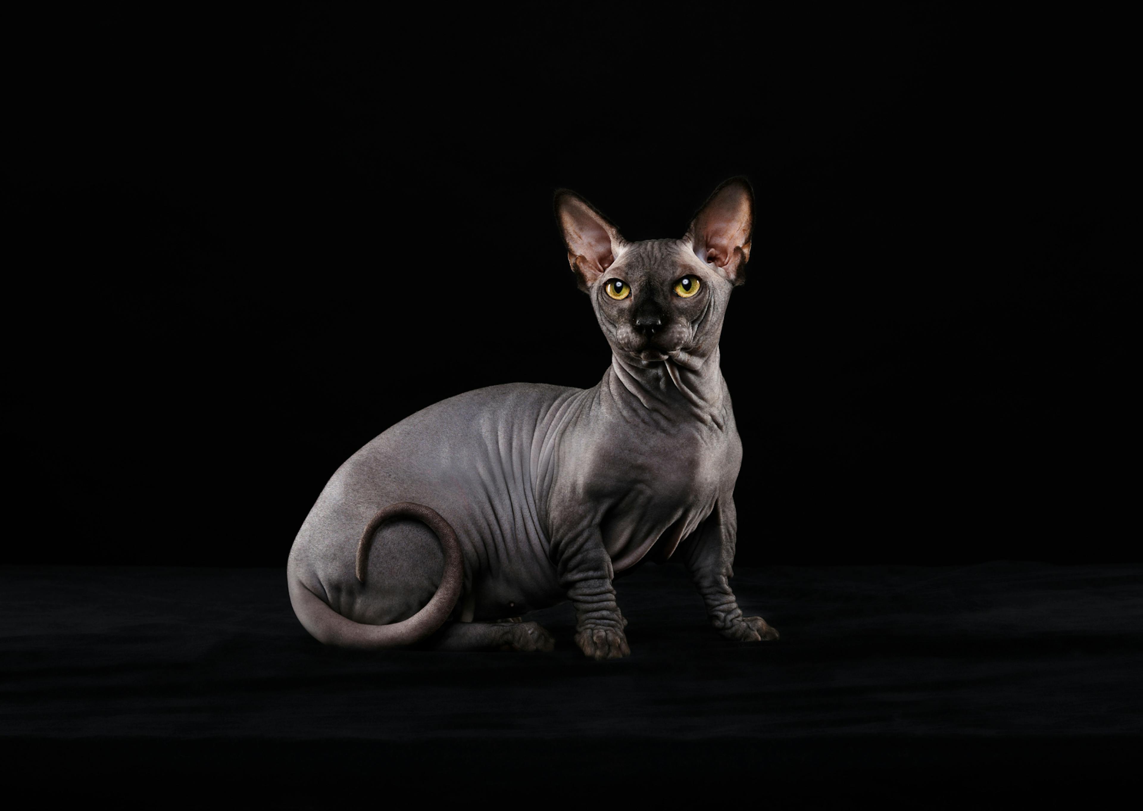 Sphynx gris foncé sur un fond noir