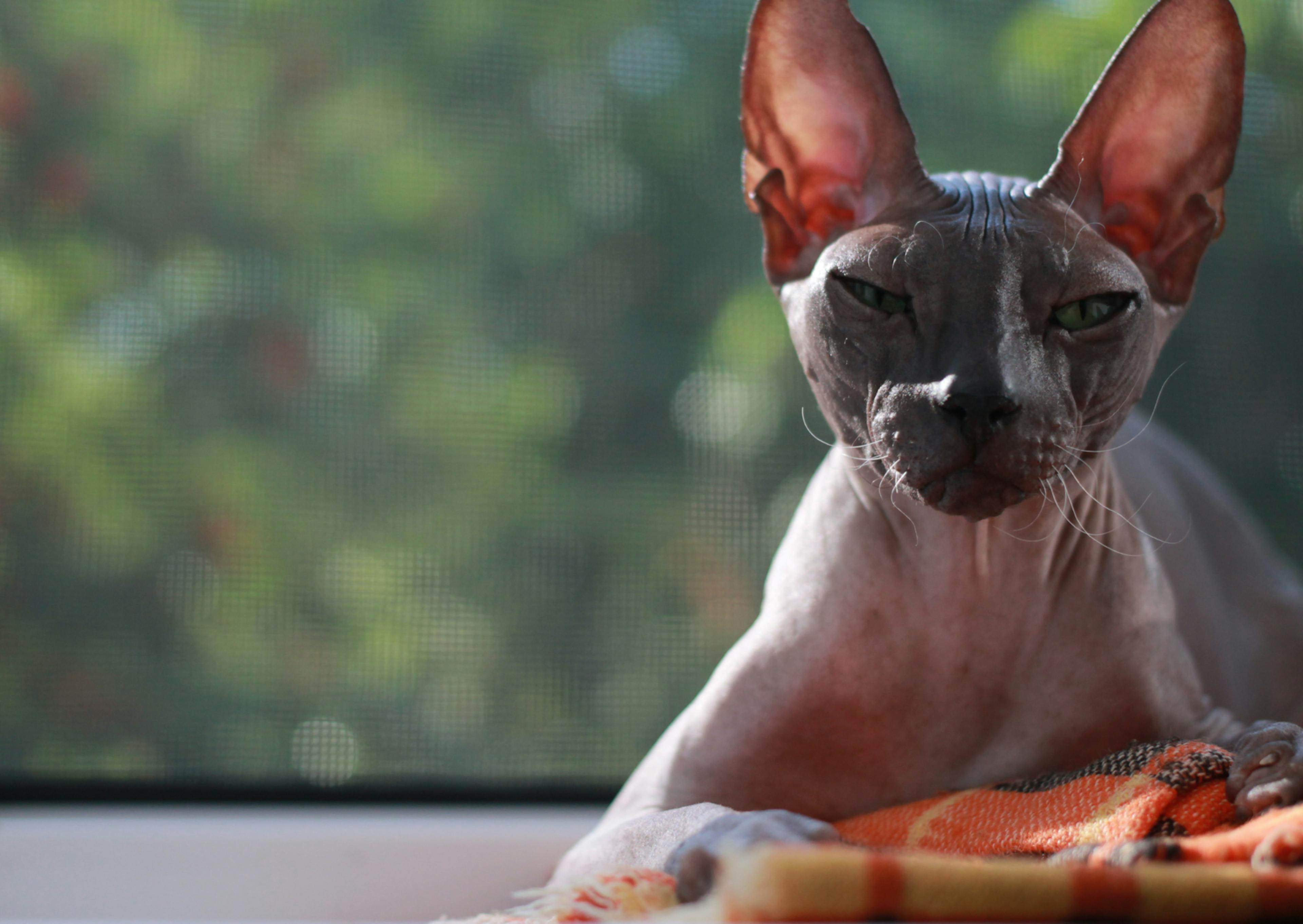 Sphynx couché, derrière lui il y a une fenêtre