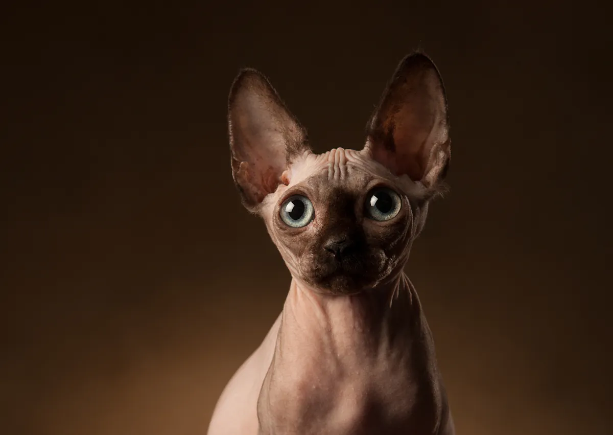 Sphynx qui regrde attentivement devant lui sur un fond marron