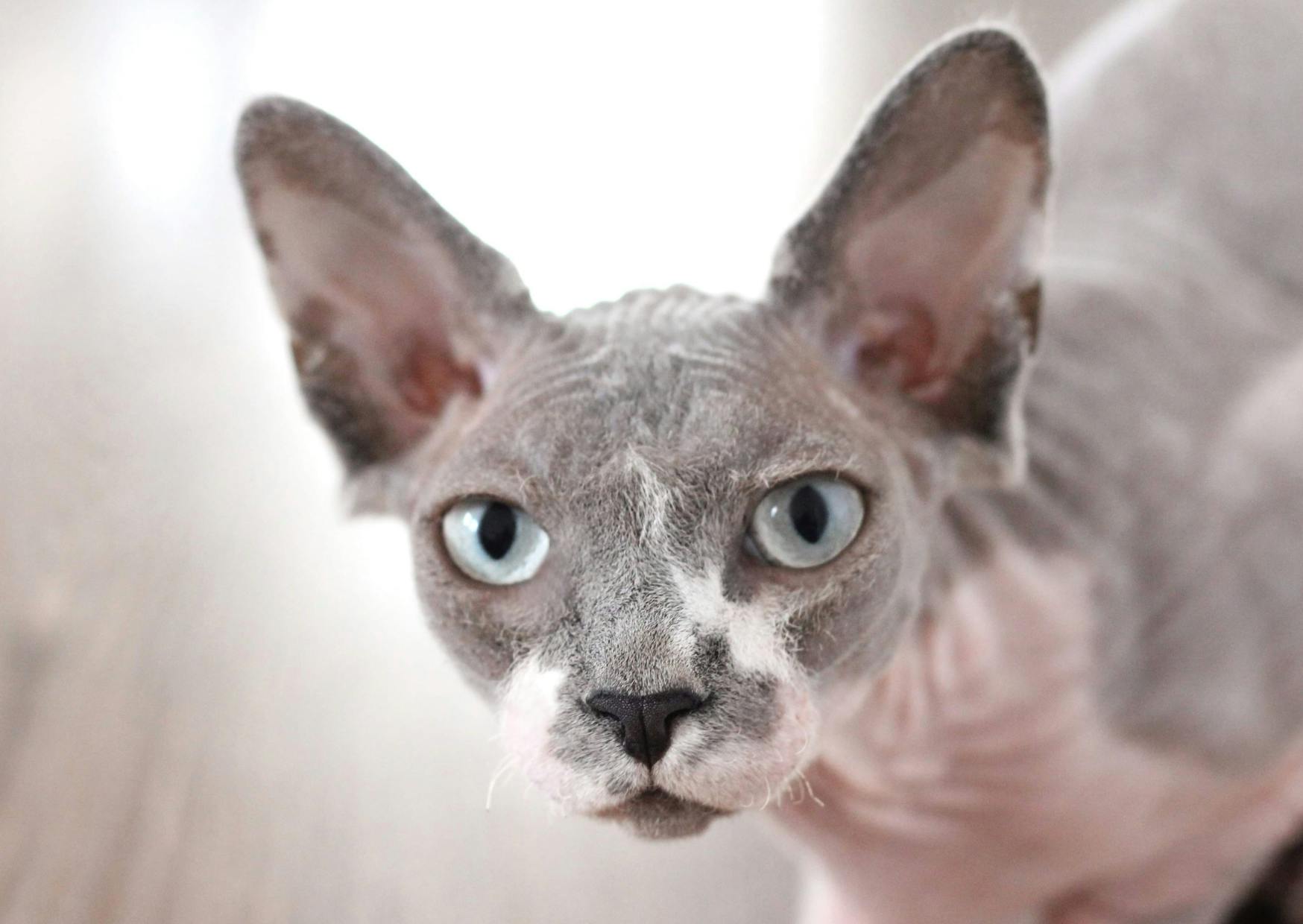 Sphynx qui regarde l'objectif attentivement