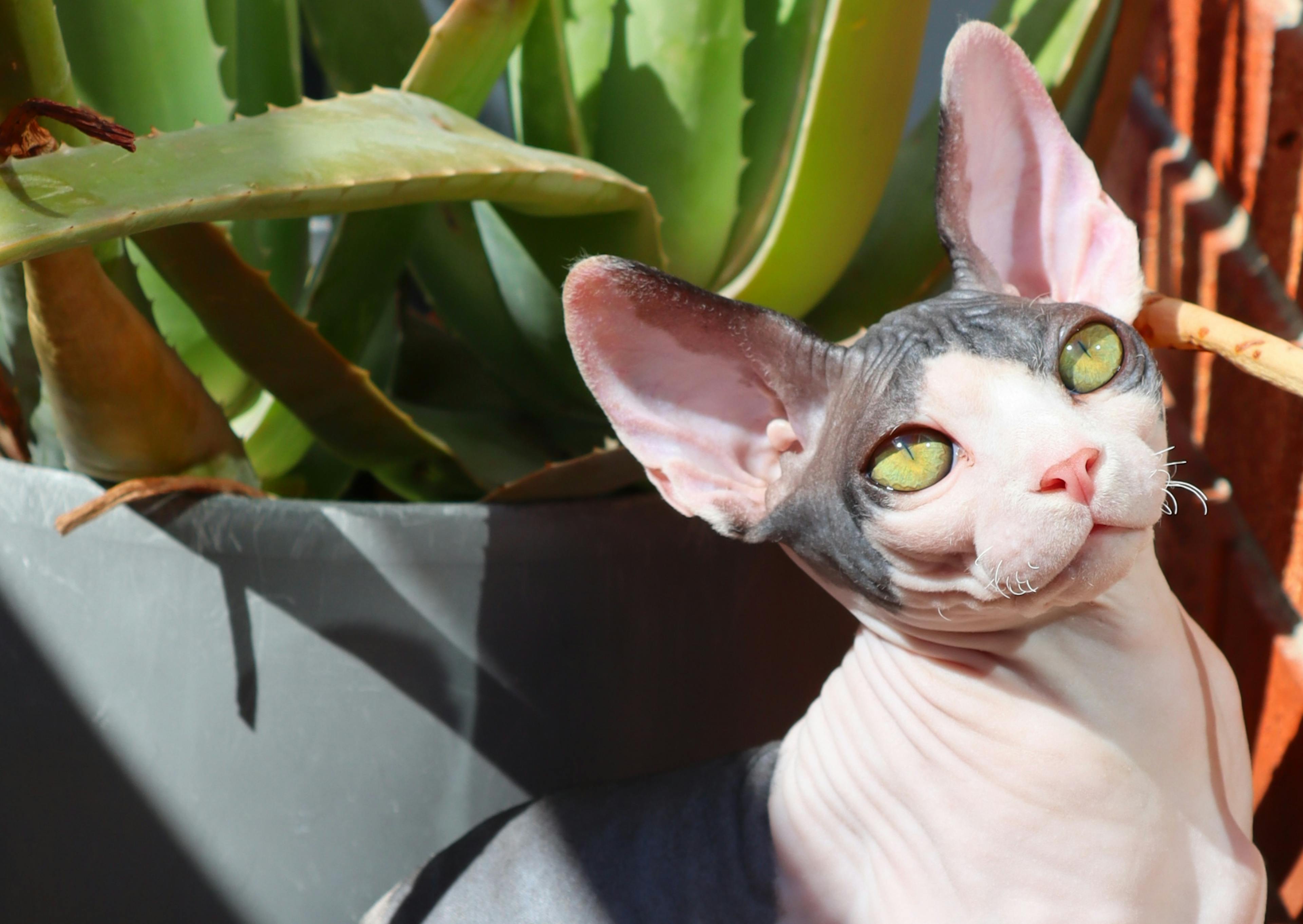 Sphynx qui regarde vers le haut l'air curieux