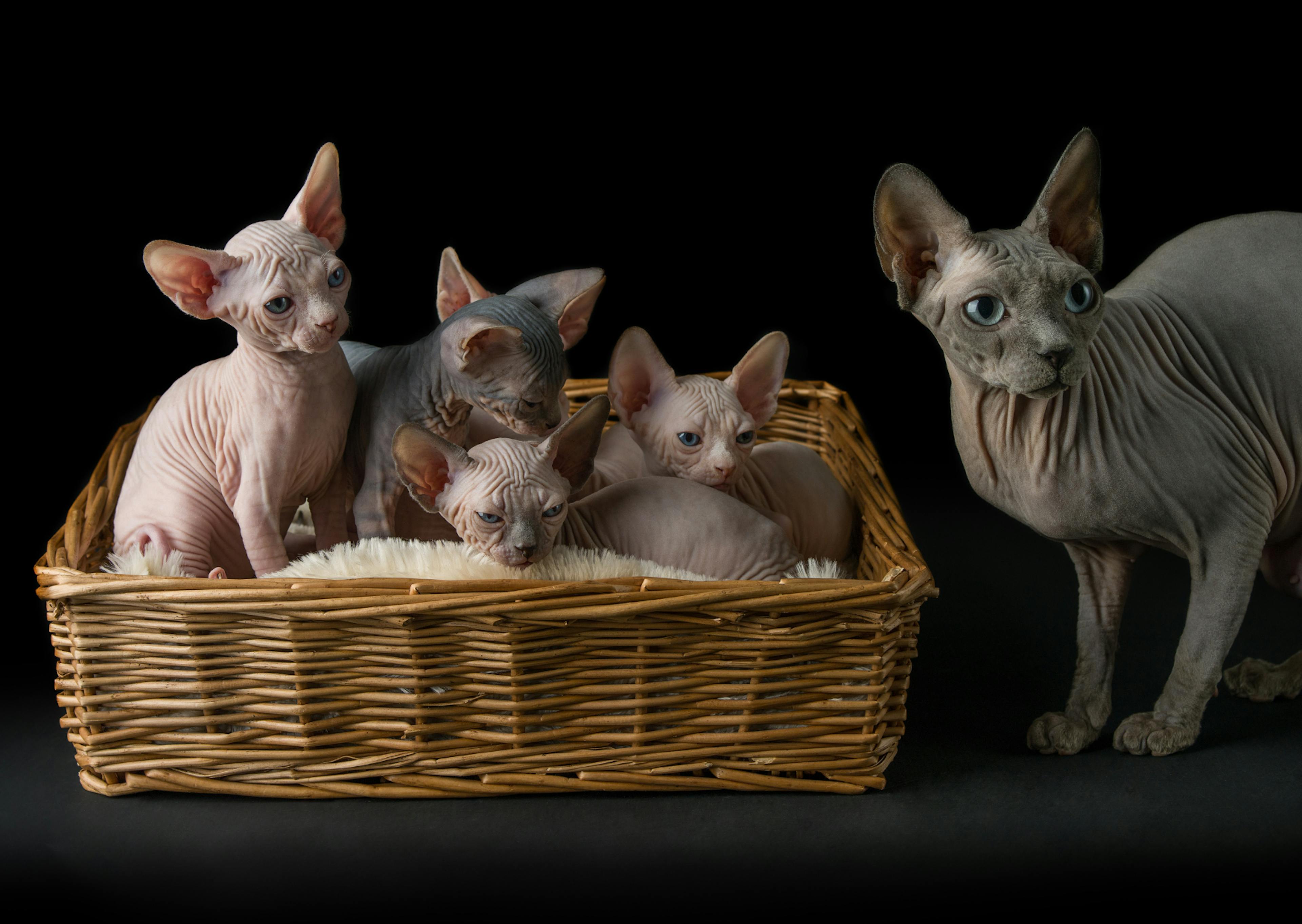 Sphynx à côté d'n panier dans lequel il y a une portée de chatons