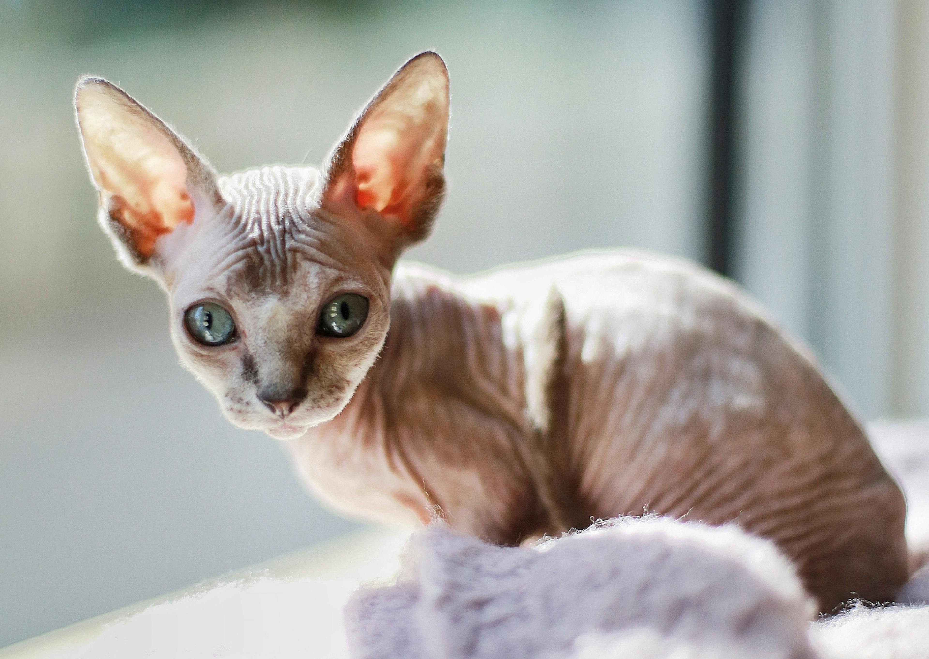 Sphynx chaton qui regarde vers le bas 