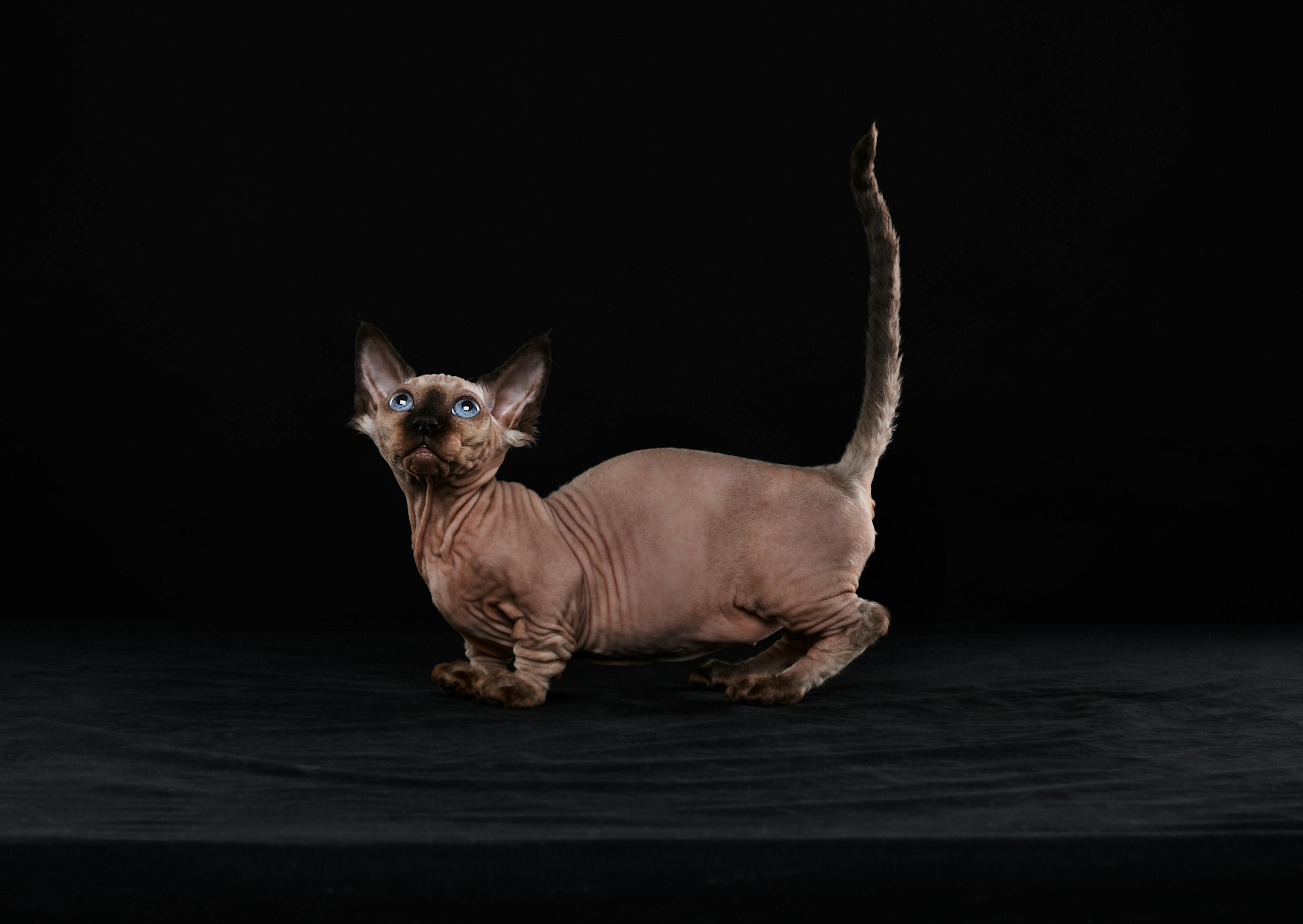 Sphynx chaton sur fond noir, il regarde vers le haut