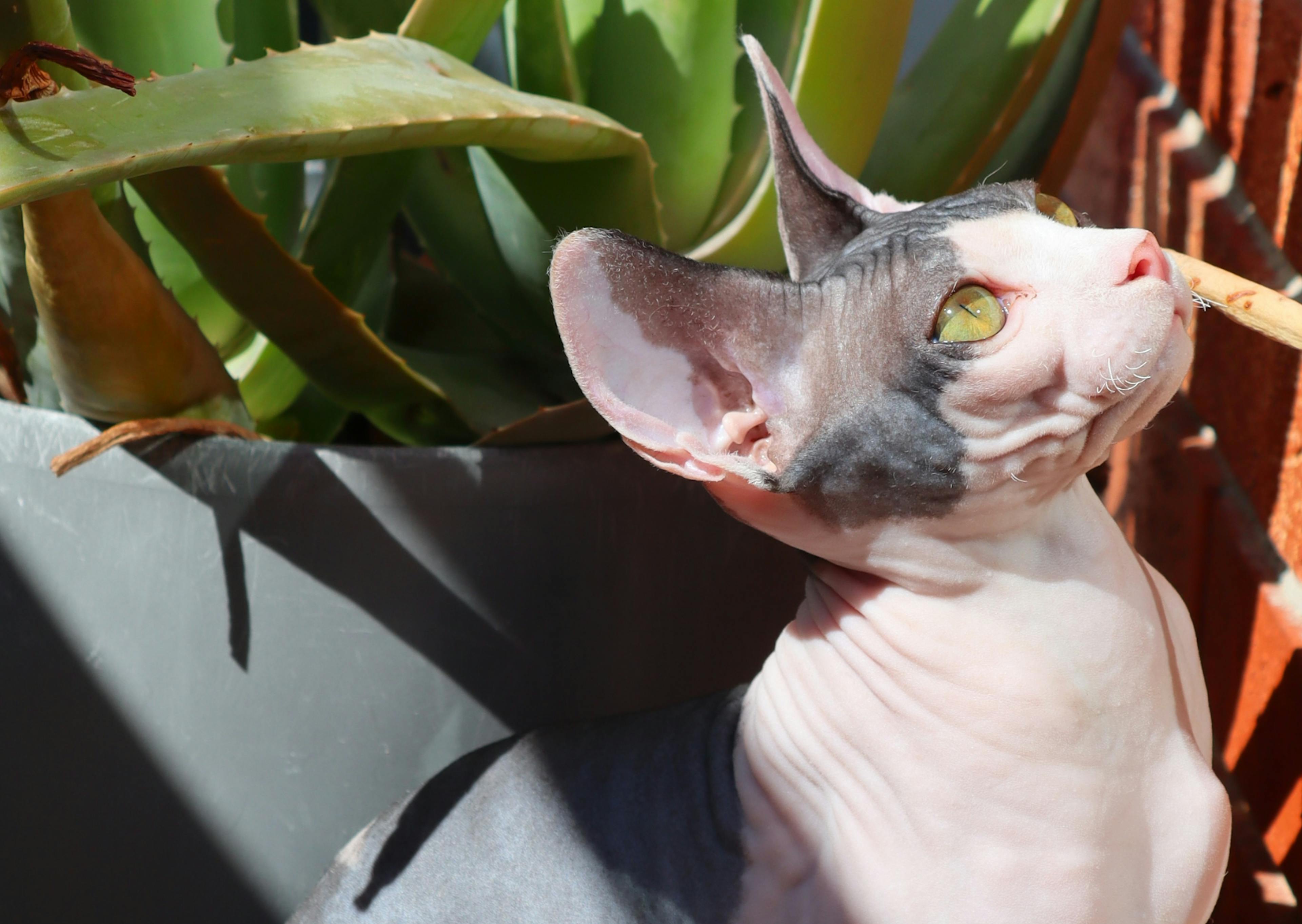 Sphynx qui regarde vers le haut avec une plante derrière lui 