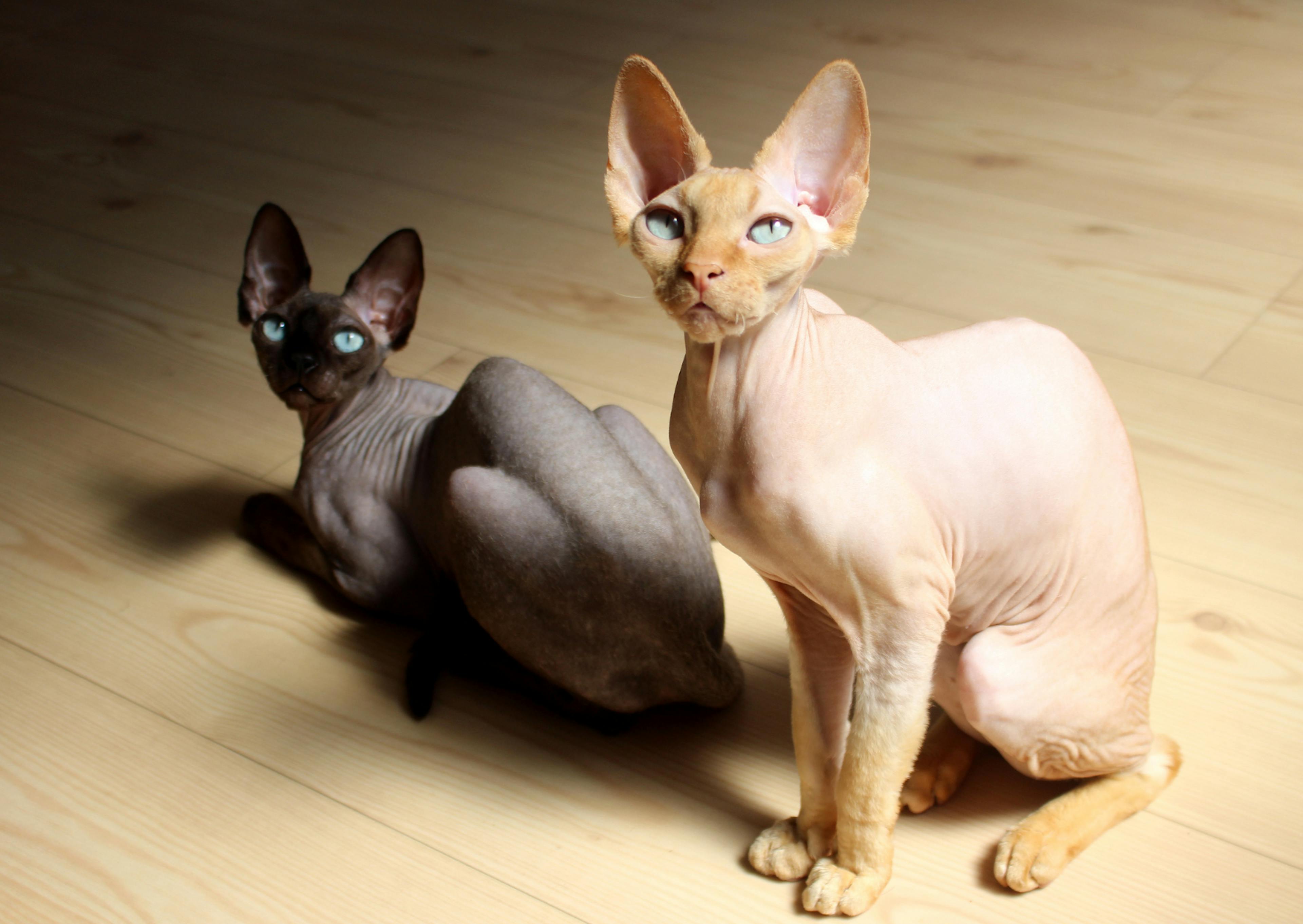 2 Sphynx, l'un gris et noir, l'autre blanc 