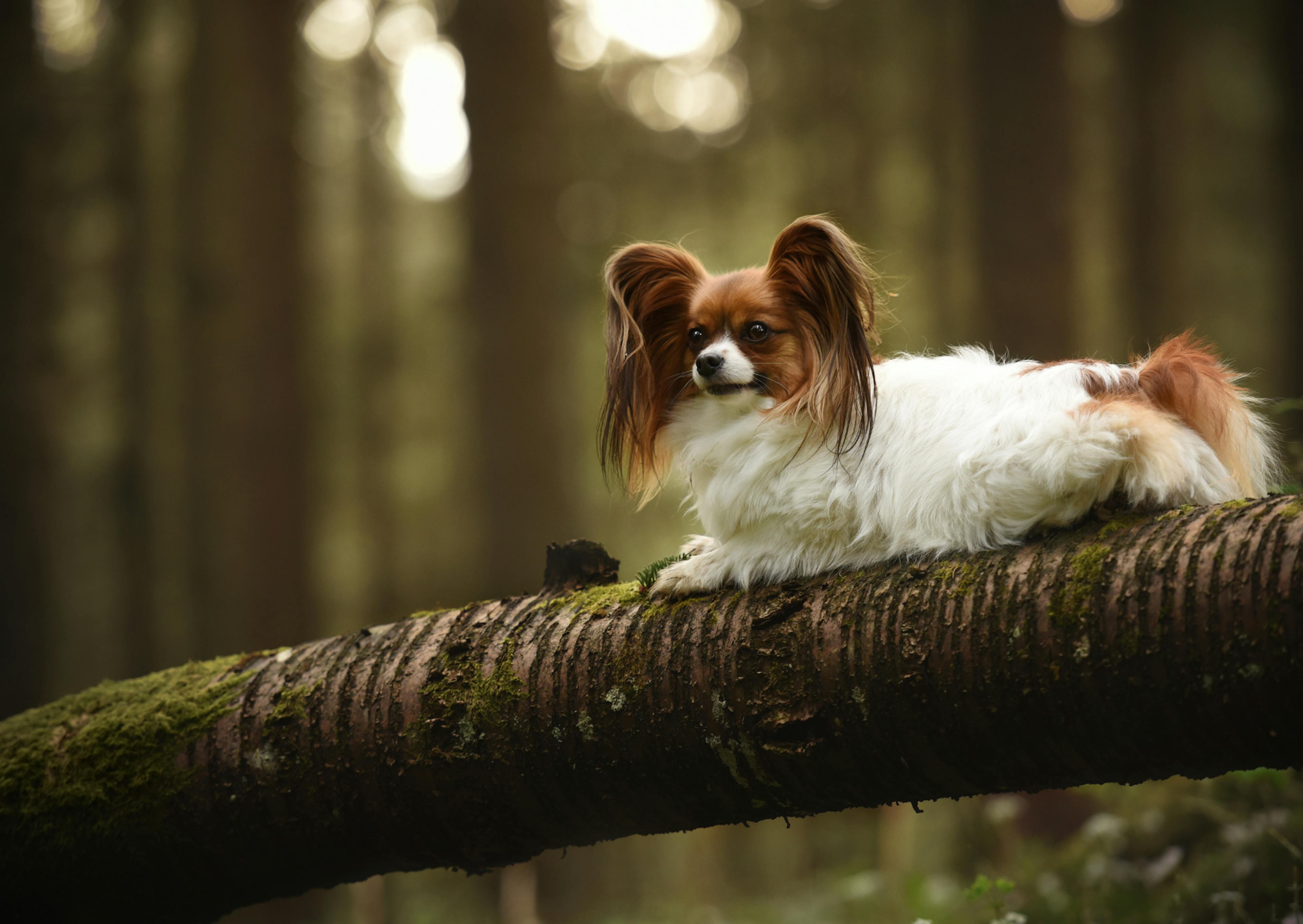 Chien papillon sur une grosse branche d'arbre