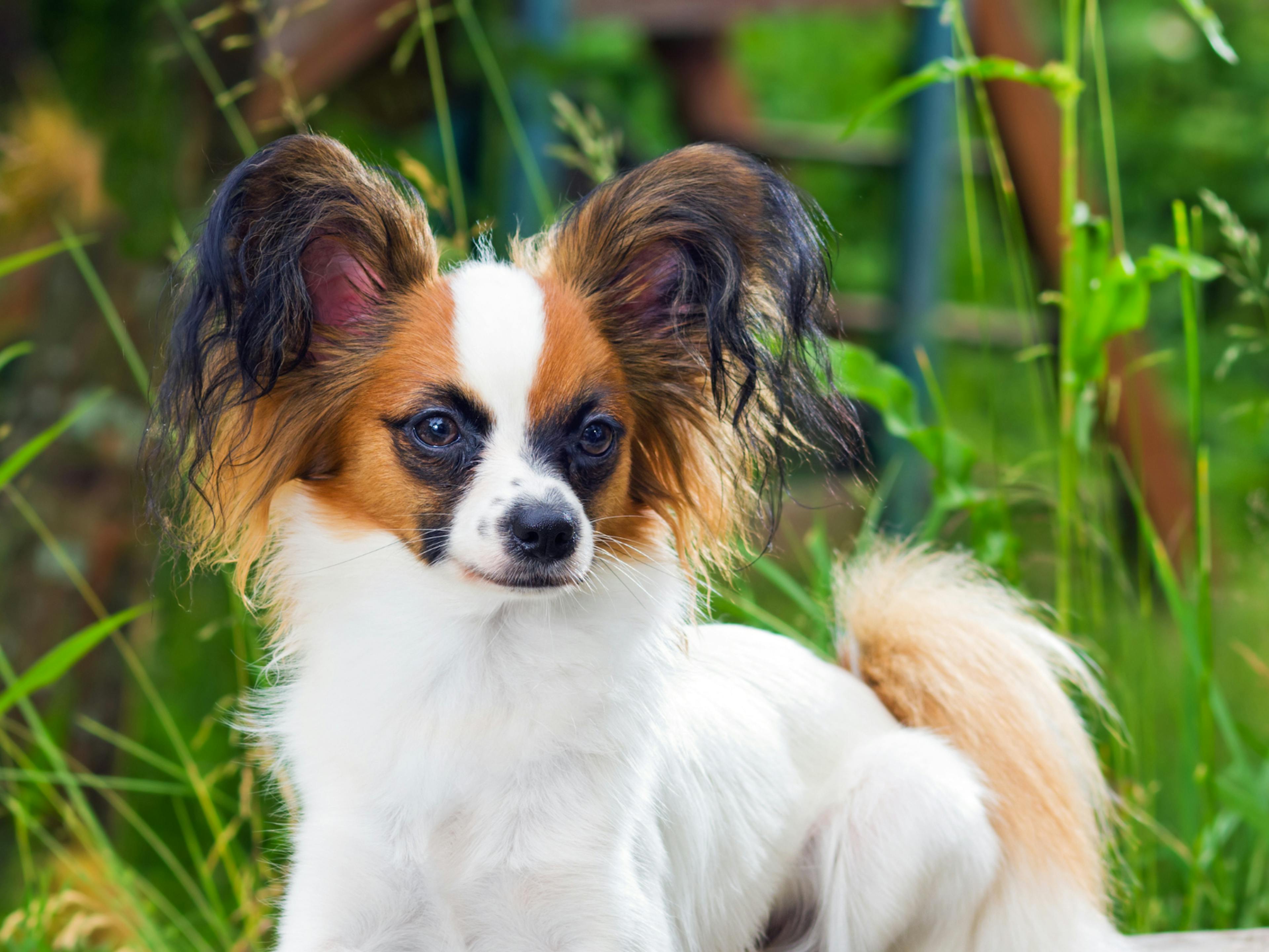 Chien papillon dehors 