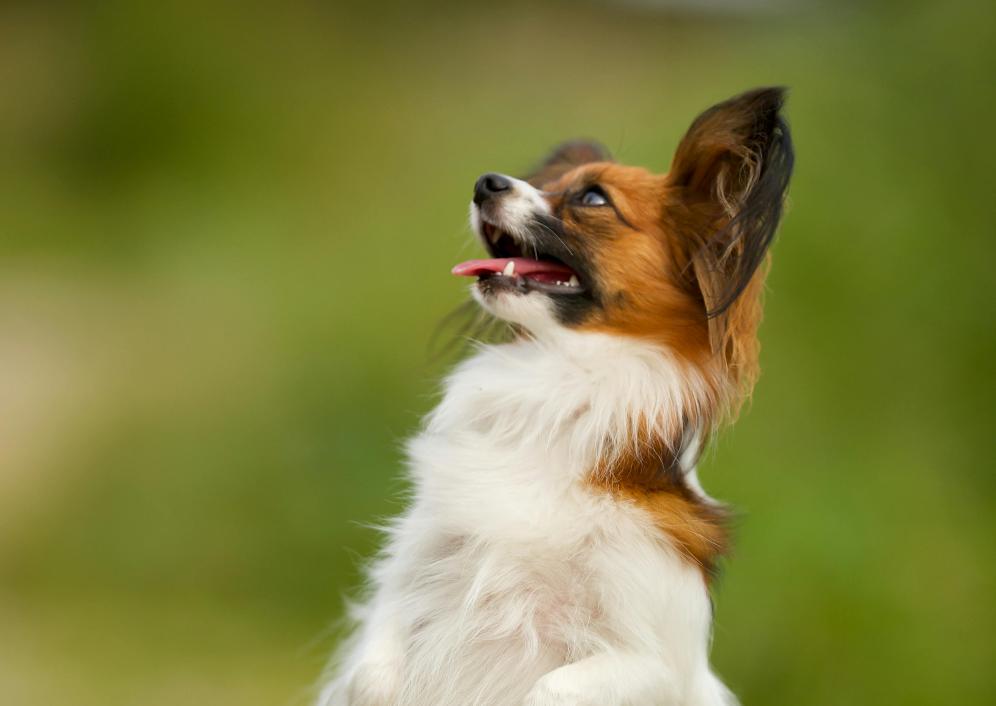 Chien papillon dehors, il regarde vers le haut