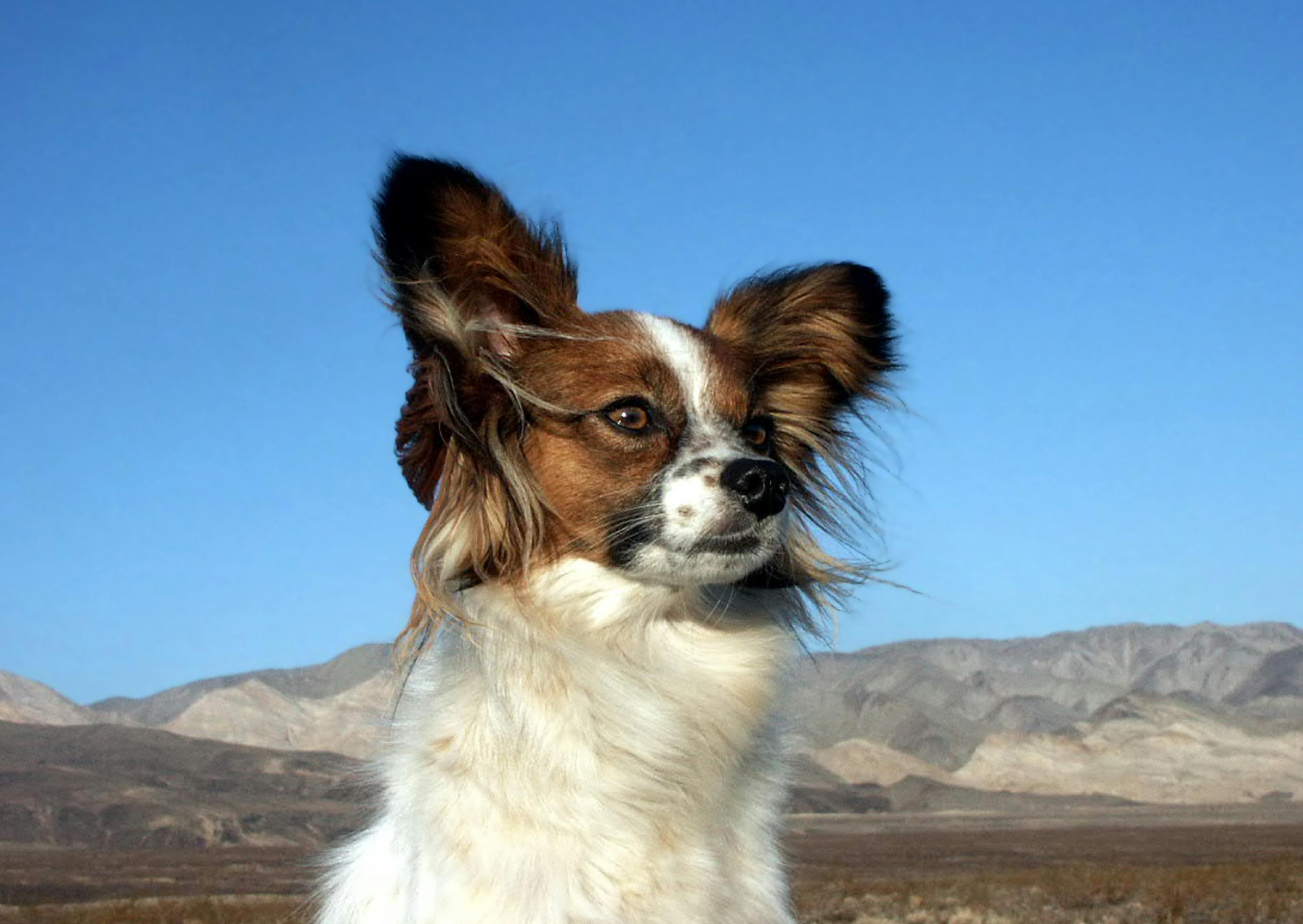 Chien papillon qui prend le vent et regarde au loin