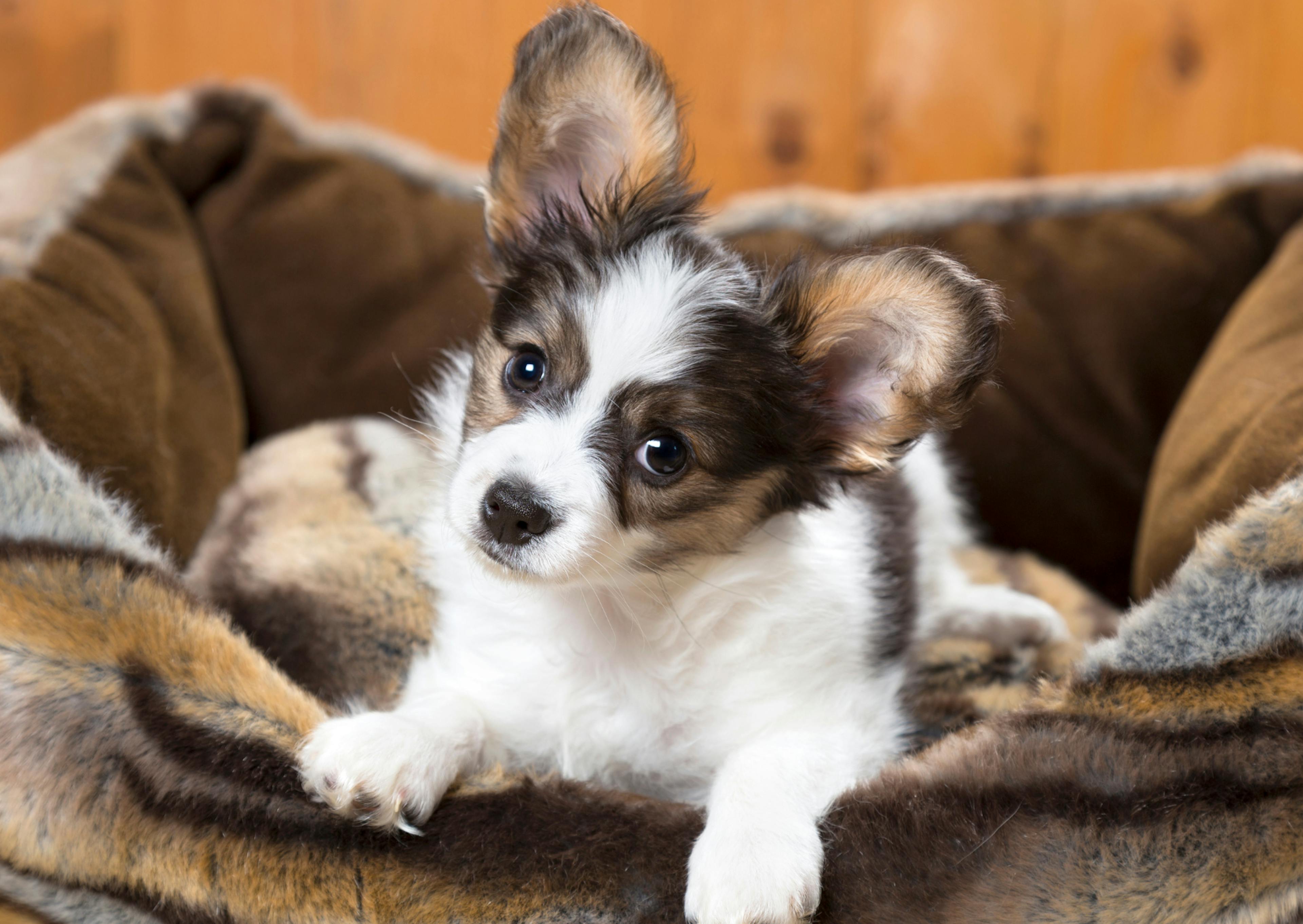 Chien papillon dans un couchage, il a un air cureiux