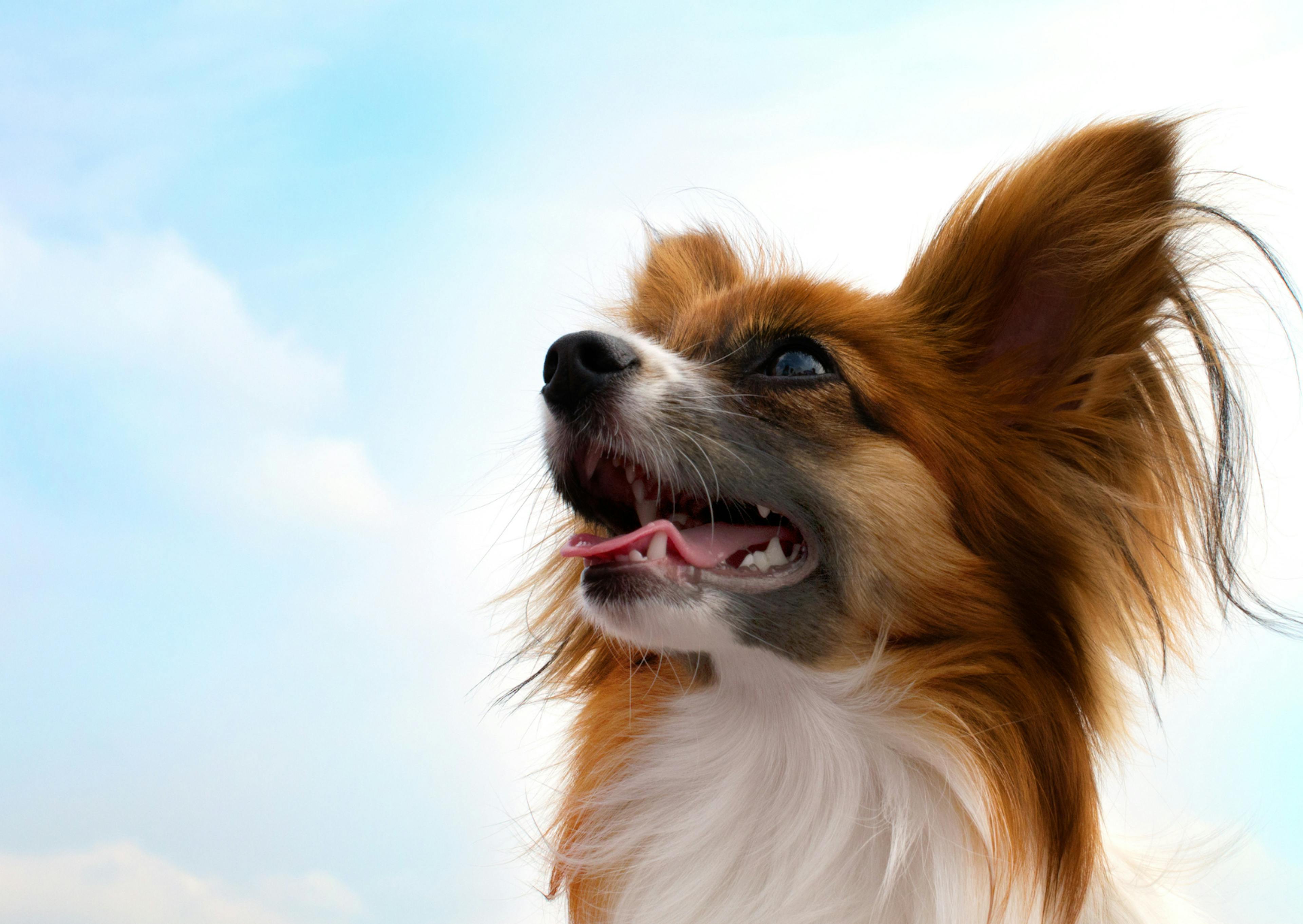 Chien papillon qui regarde vers le haut, le ciel est bleu derrière lui