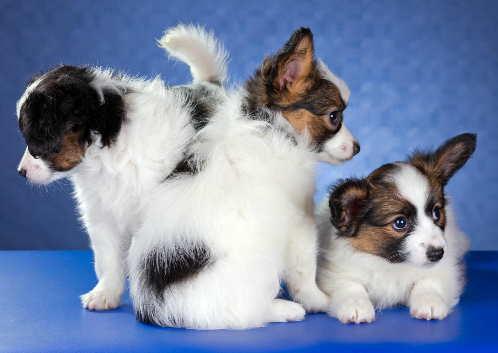 3 chien papillon sur fond bleu