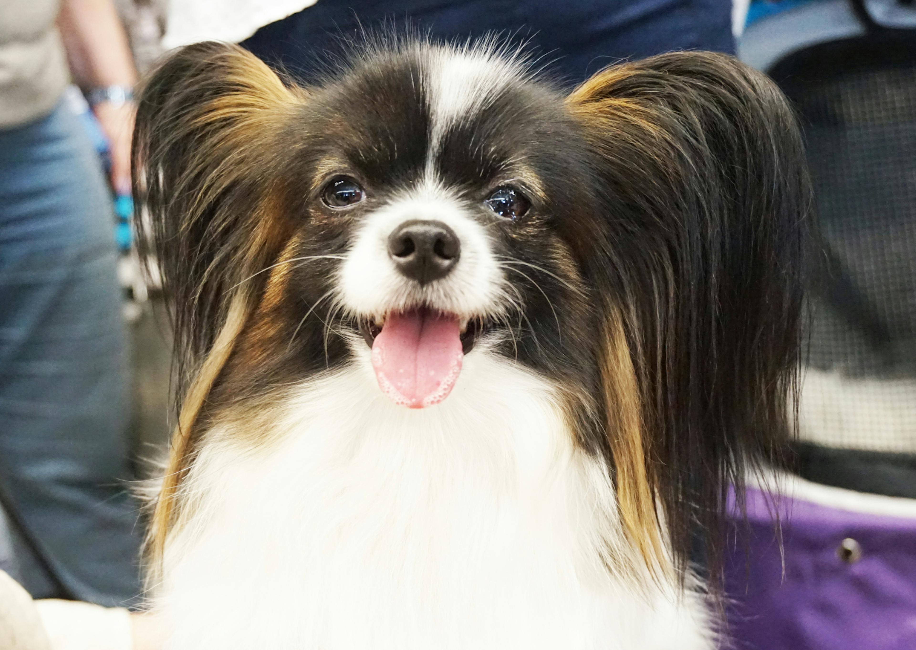 Chien papillon qui tire la langue 