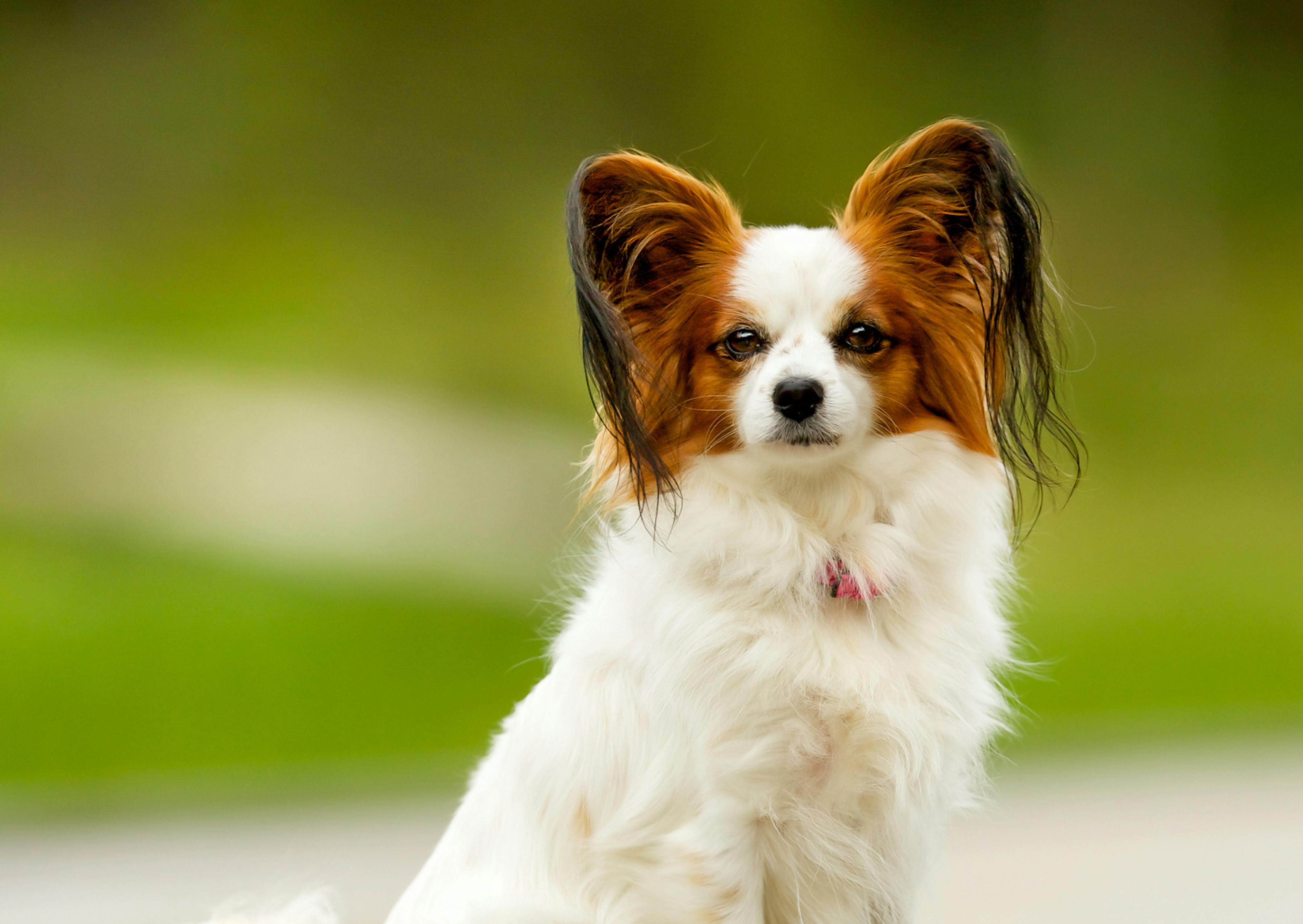 Chien papillon attentif à ce qui se passse devant lui 