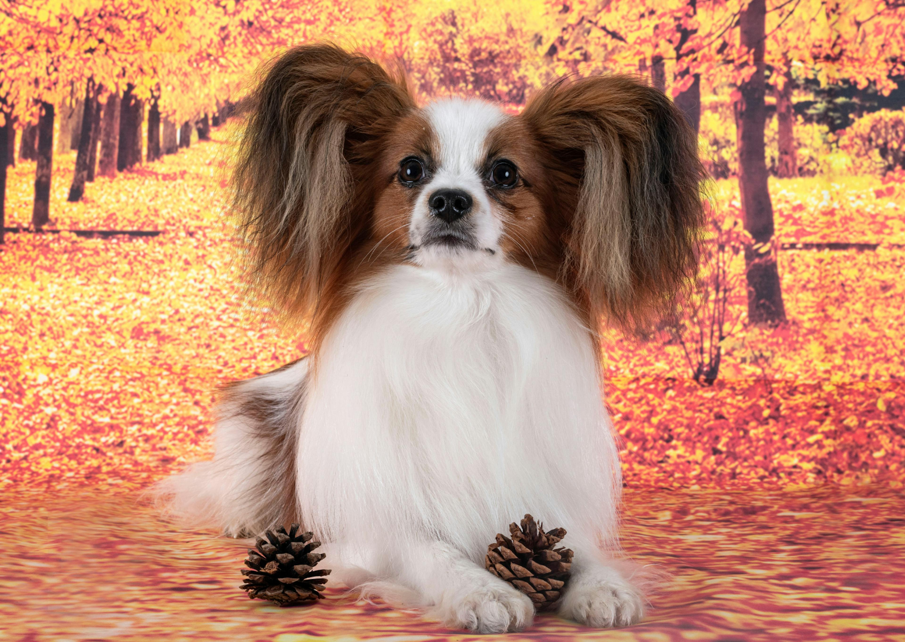 Chien papillon avec deux pomme de pin devant lui 