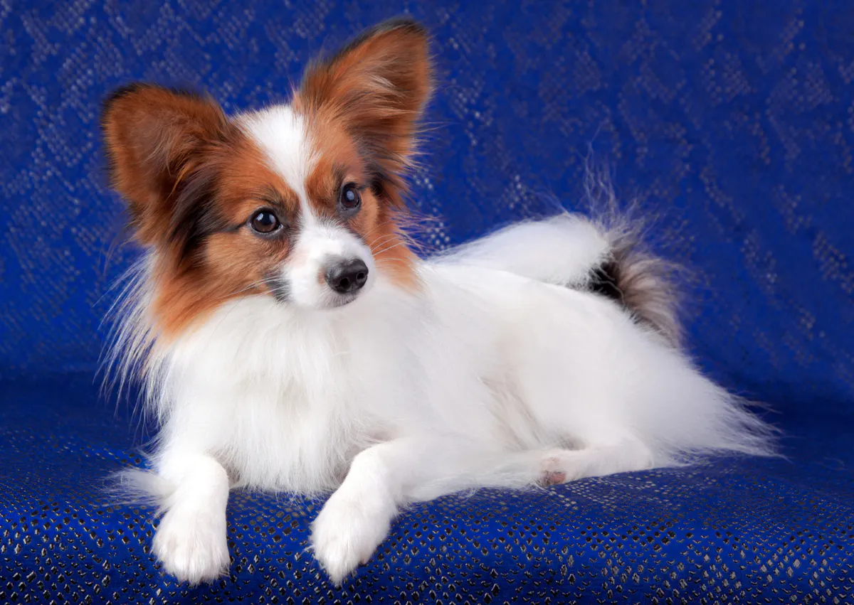 Chien papillon couché sur un fond bleu, il regarde vers le bas