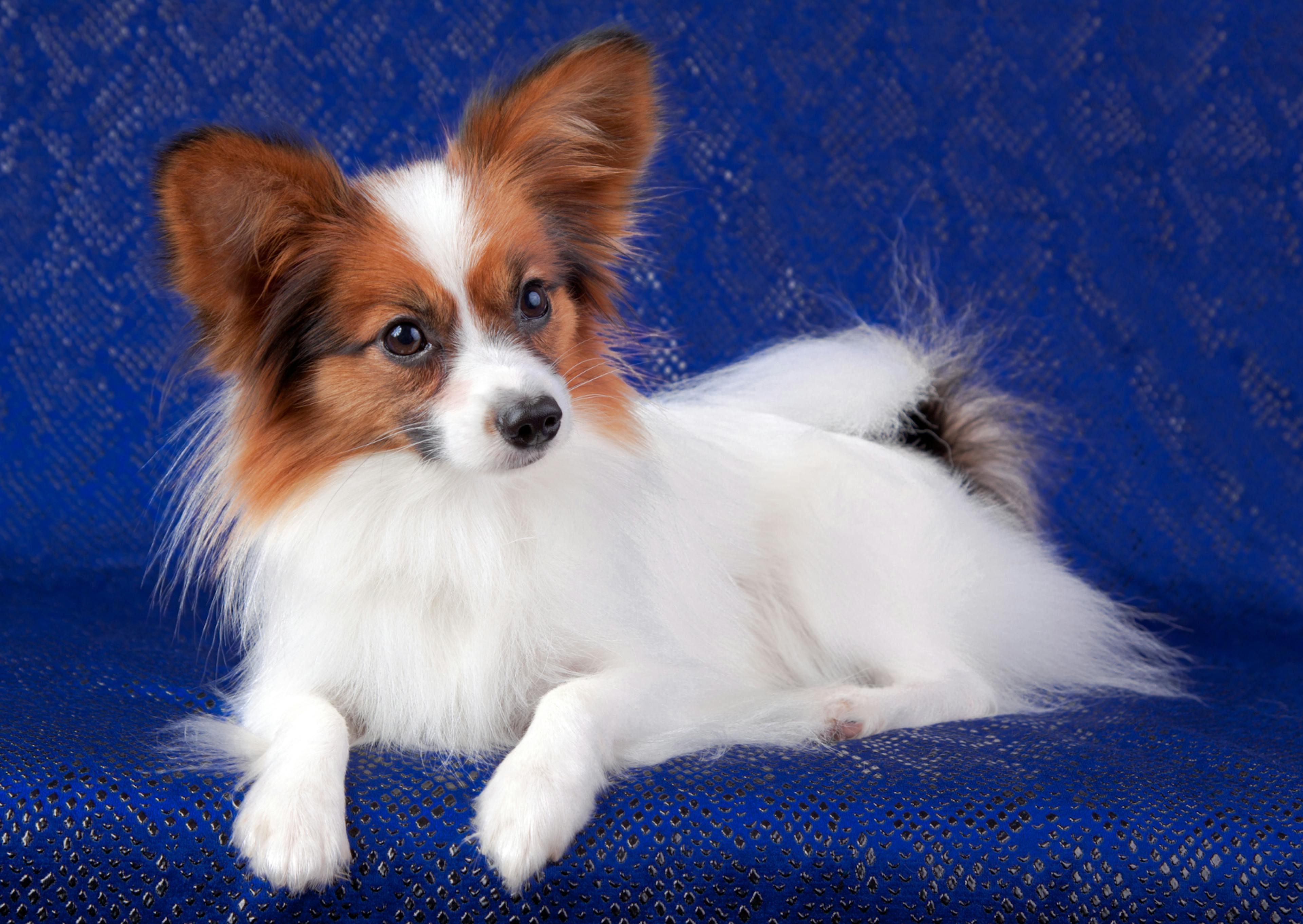 Chien papillon couché sur un fond bleu, il regarde vers le bas 