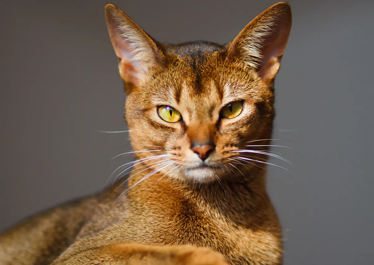 Abyssin qui regarde droit devant lui