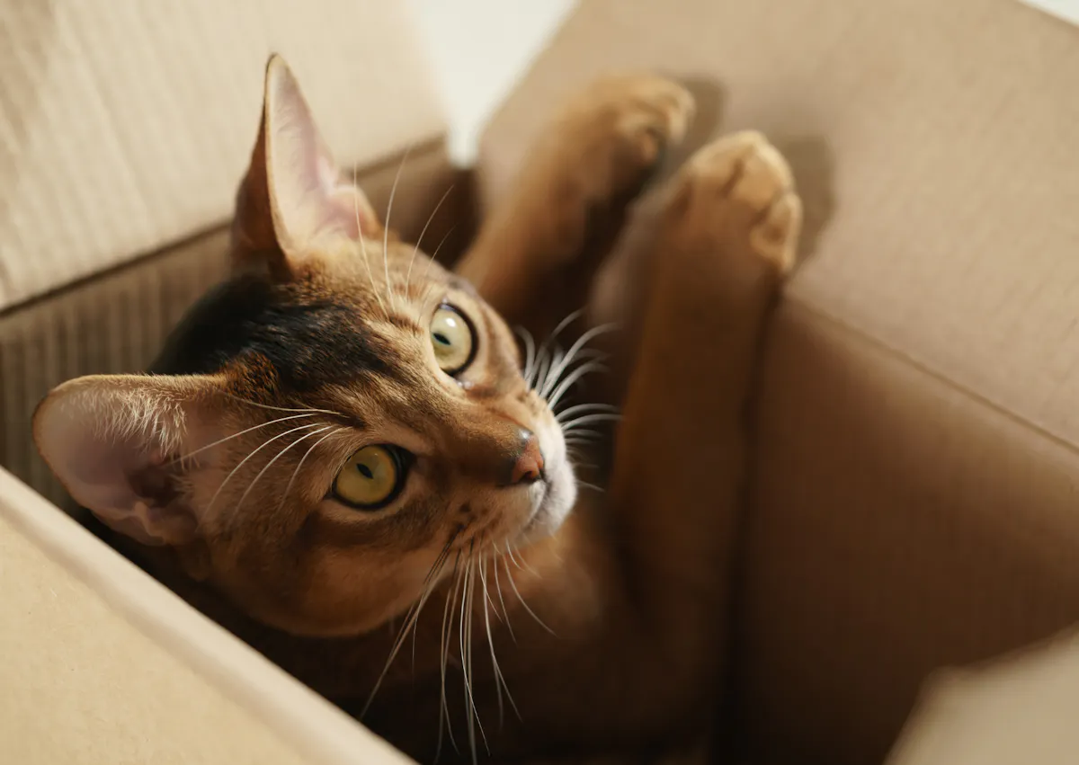 Abyssin dans un carton qui sort ses pattes