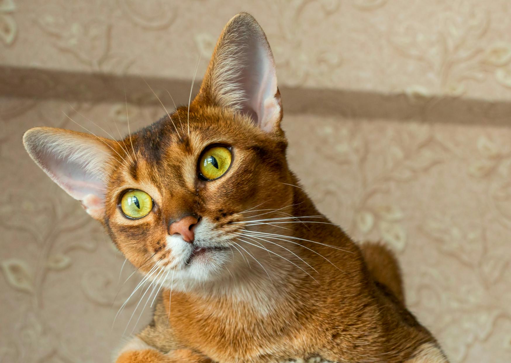 Abyssin qui regarde avec ses yeux verts au loin