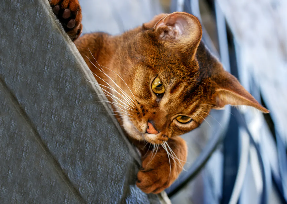 Abyssin qui regarde vers le bas 